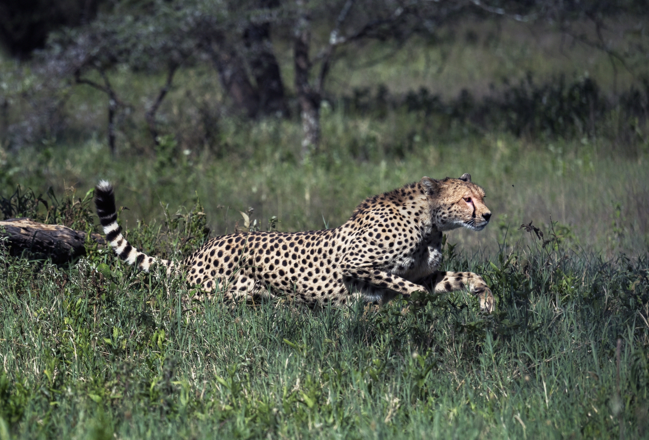 Tanzania 2016 - cheetah