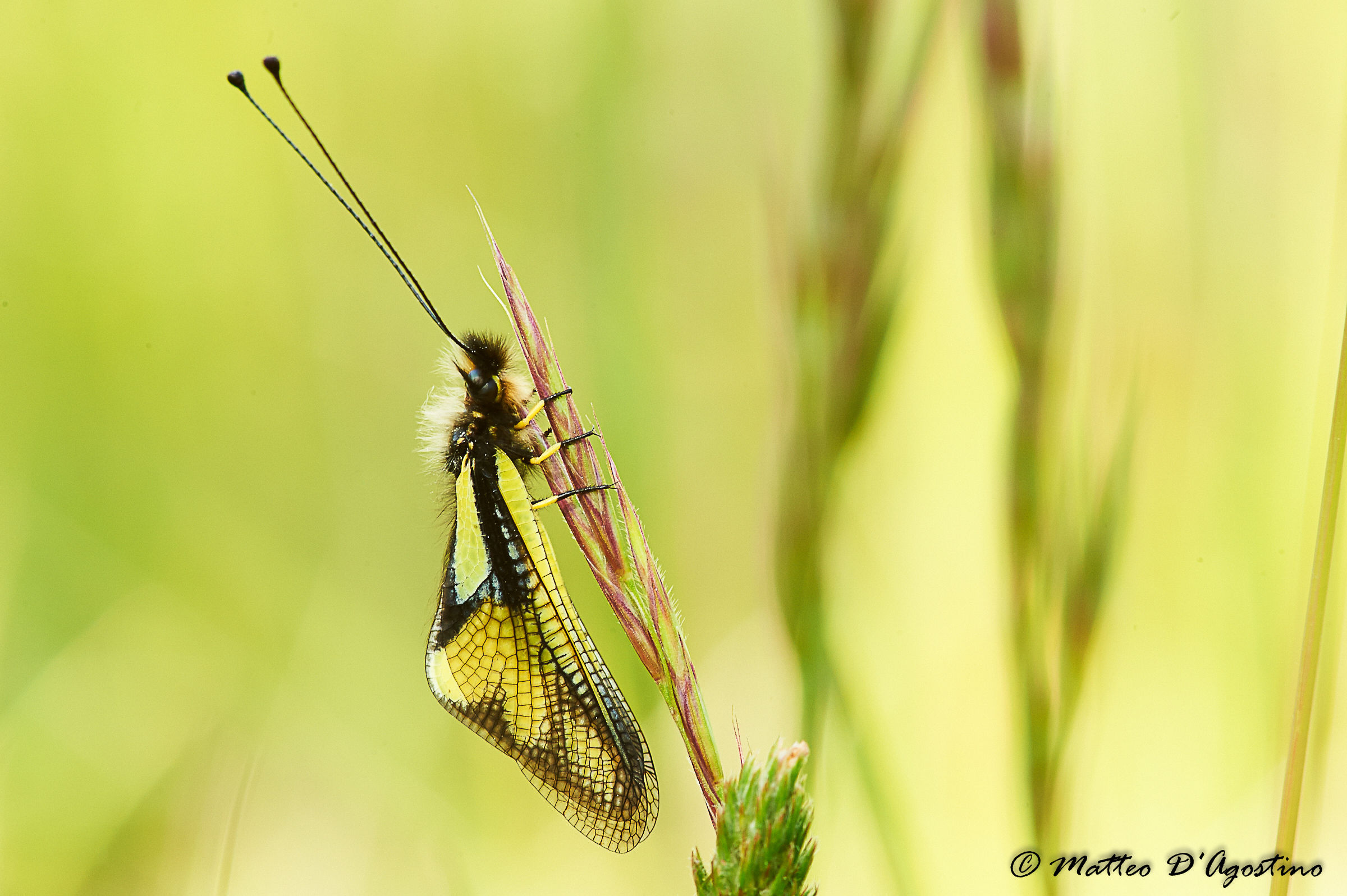 e' quasi ora di alzarsi!