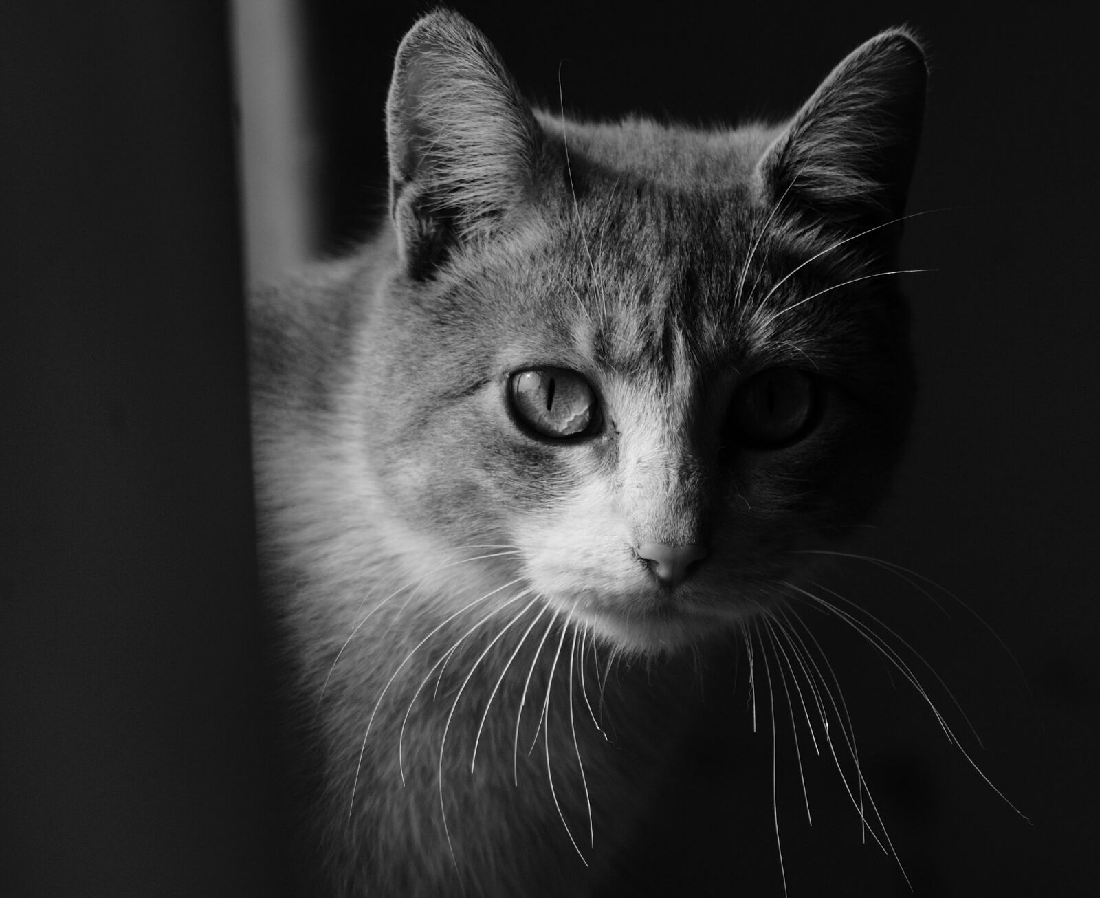 bw cat
