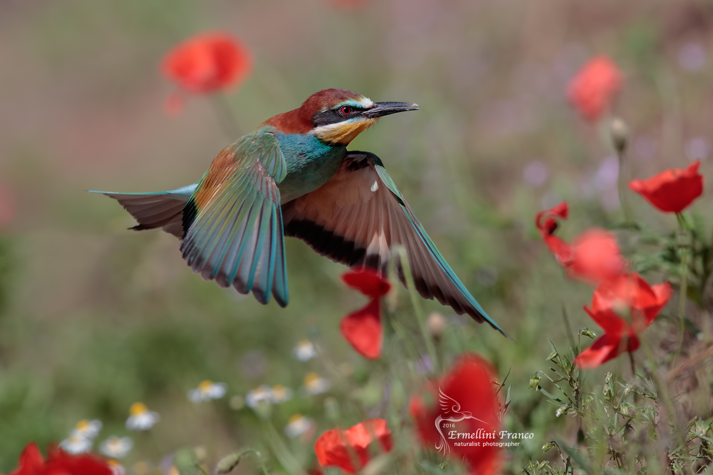 Bee Eater