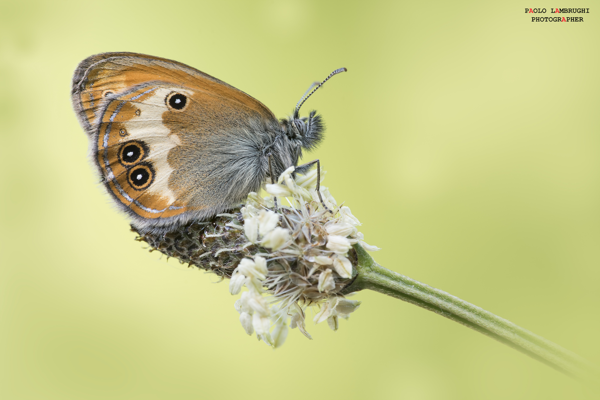 Coenonympha arcania Linnaeus