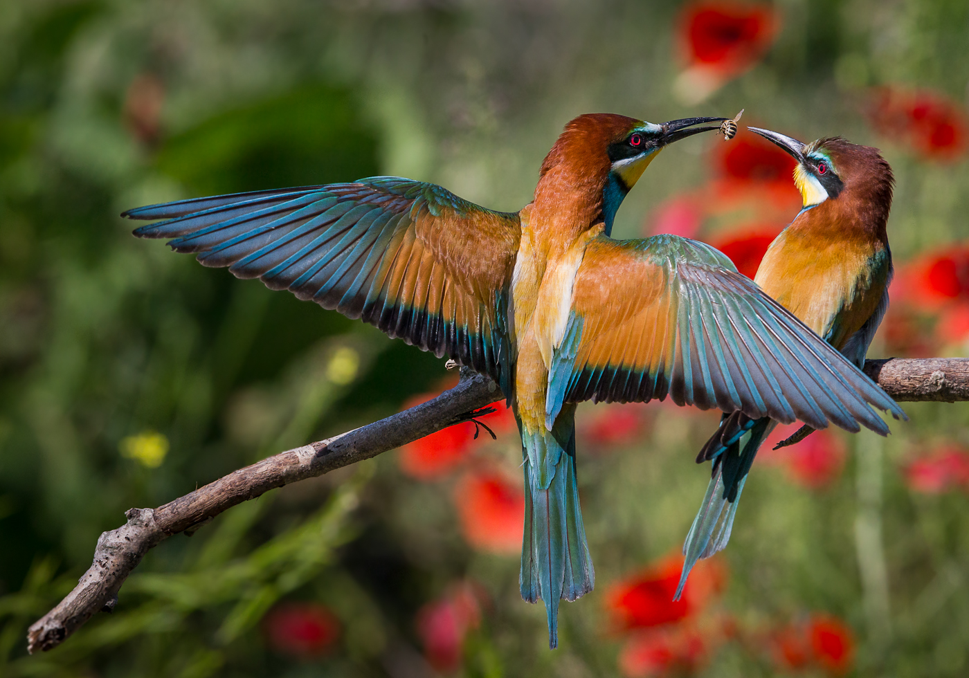 gruccioni_il courtship