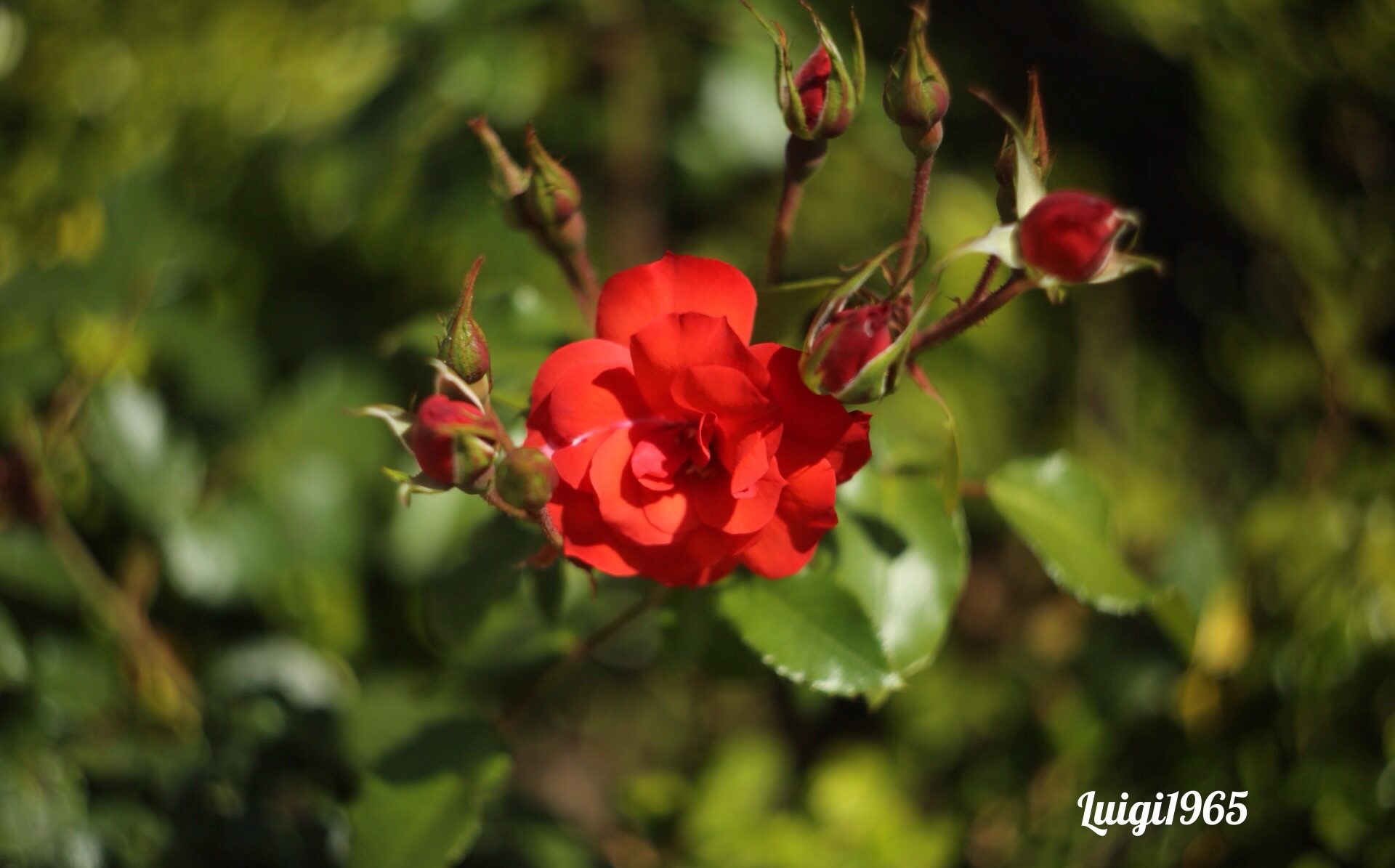 red roses ... my passion.