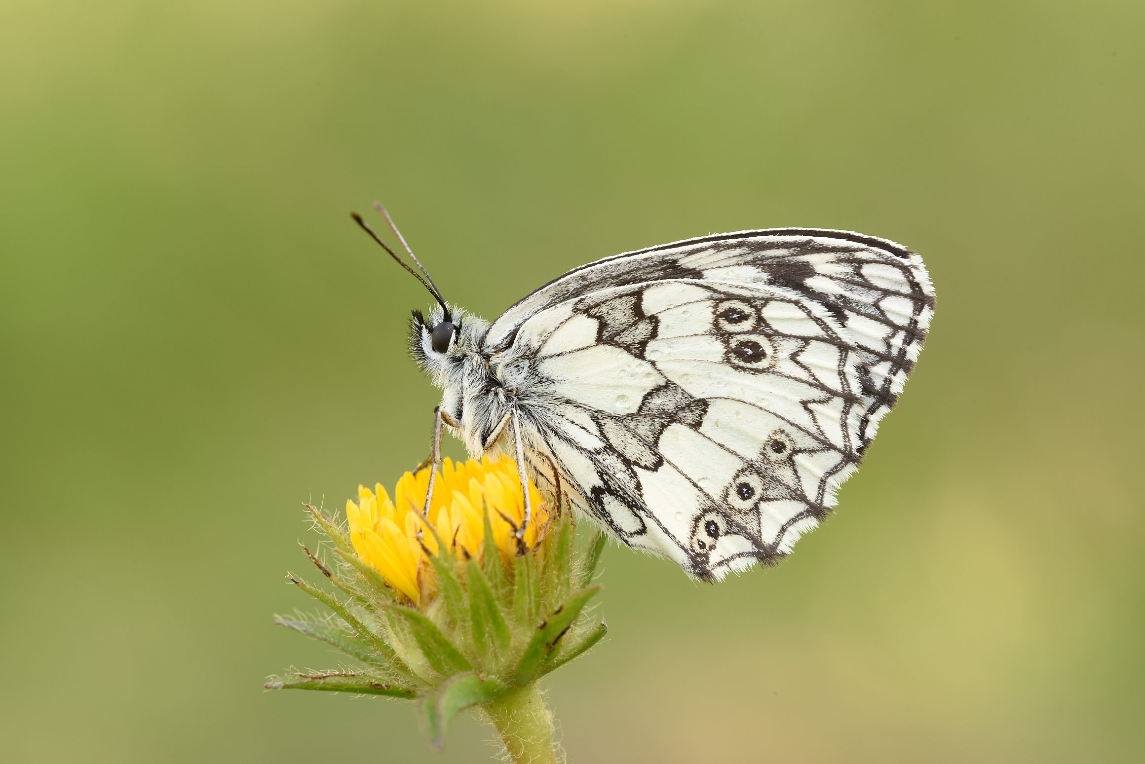 More and more her usual