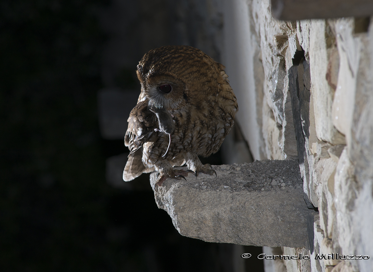 Allocco e la sua preda