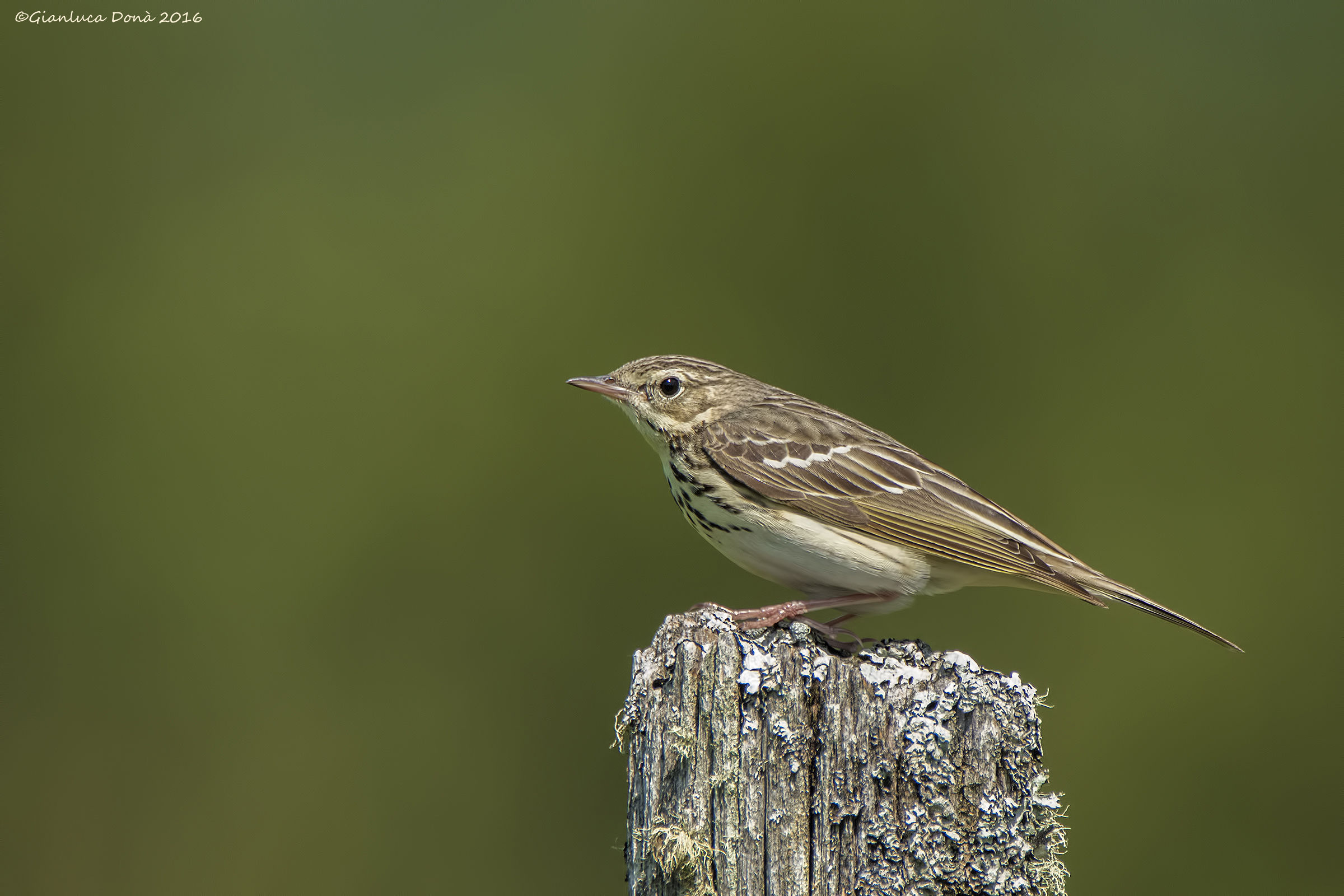 Anthus trivialis, L. 1758