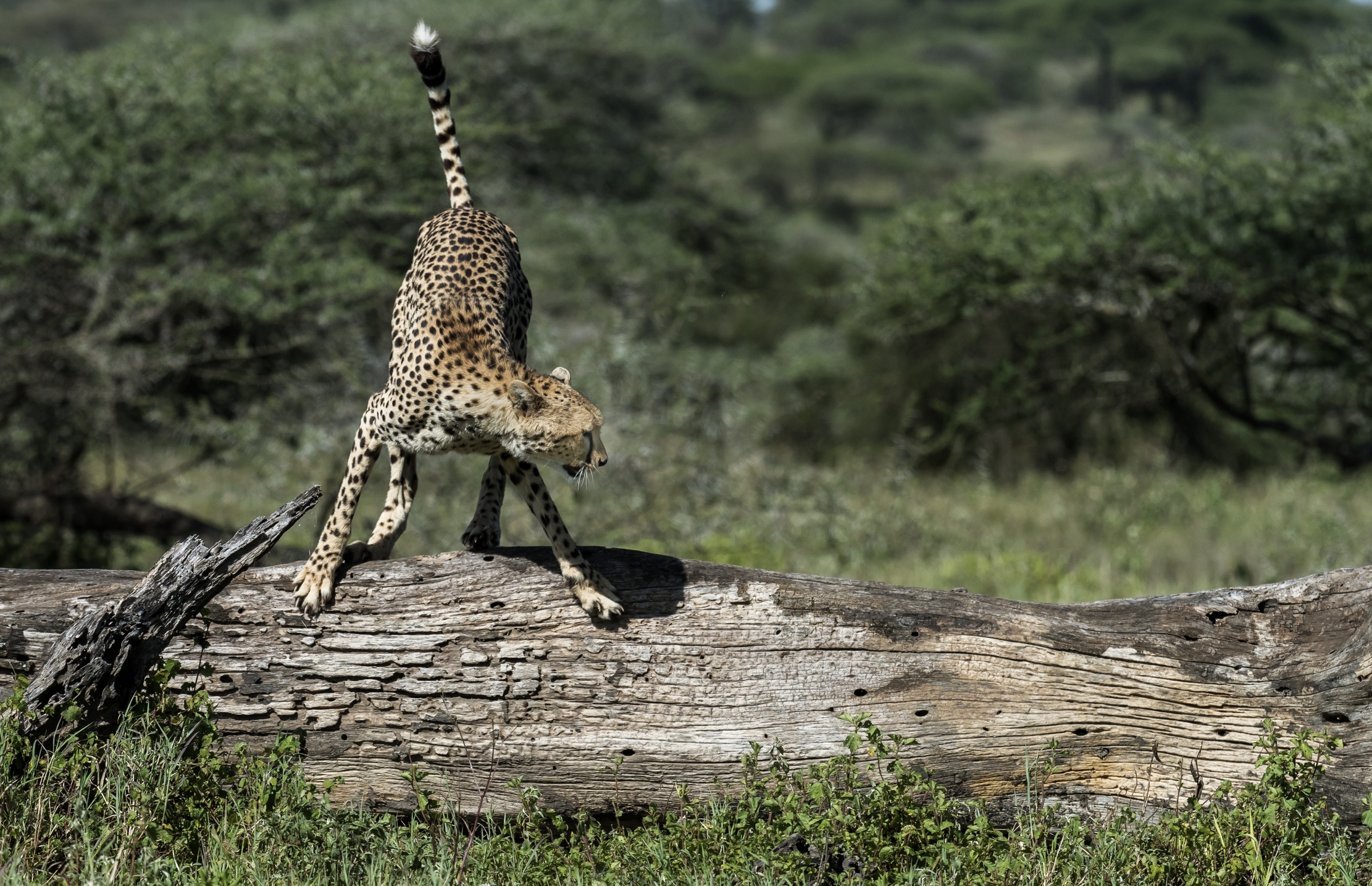 Tanzania 2016 - Cheetah