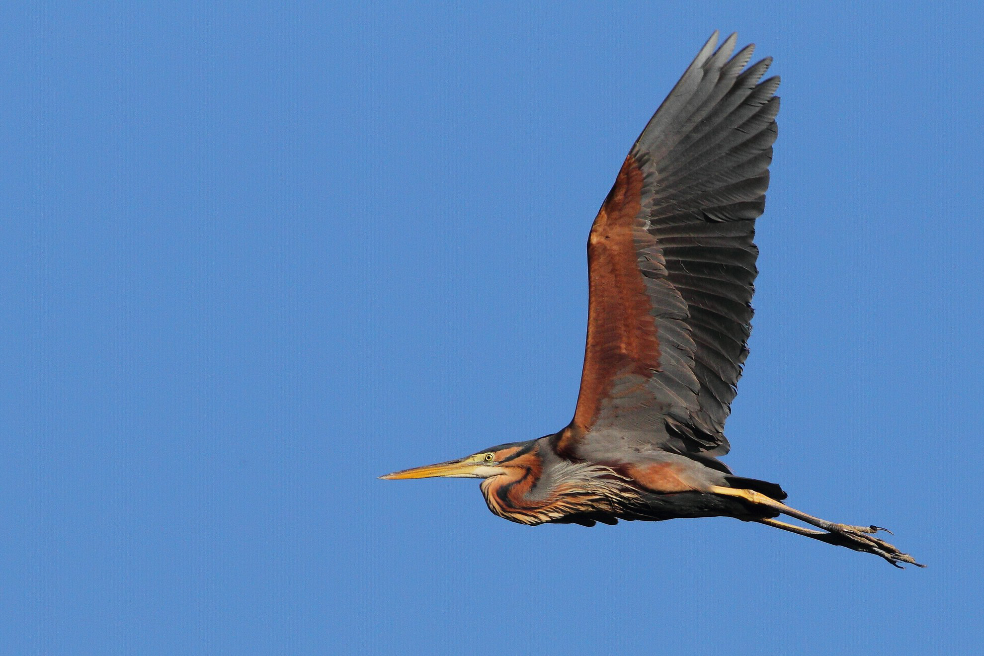 Purple Heron