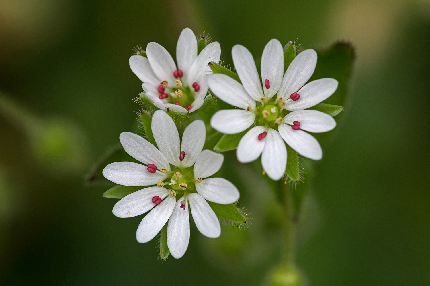 Stellaria media