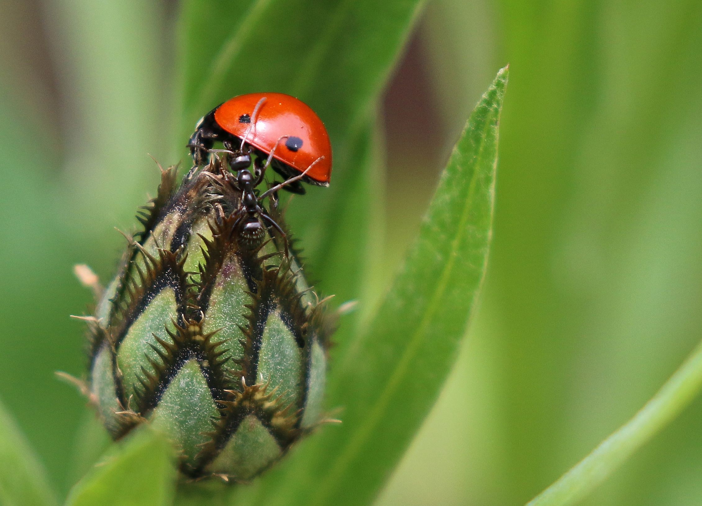 Friendship or aggression?