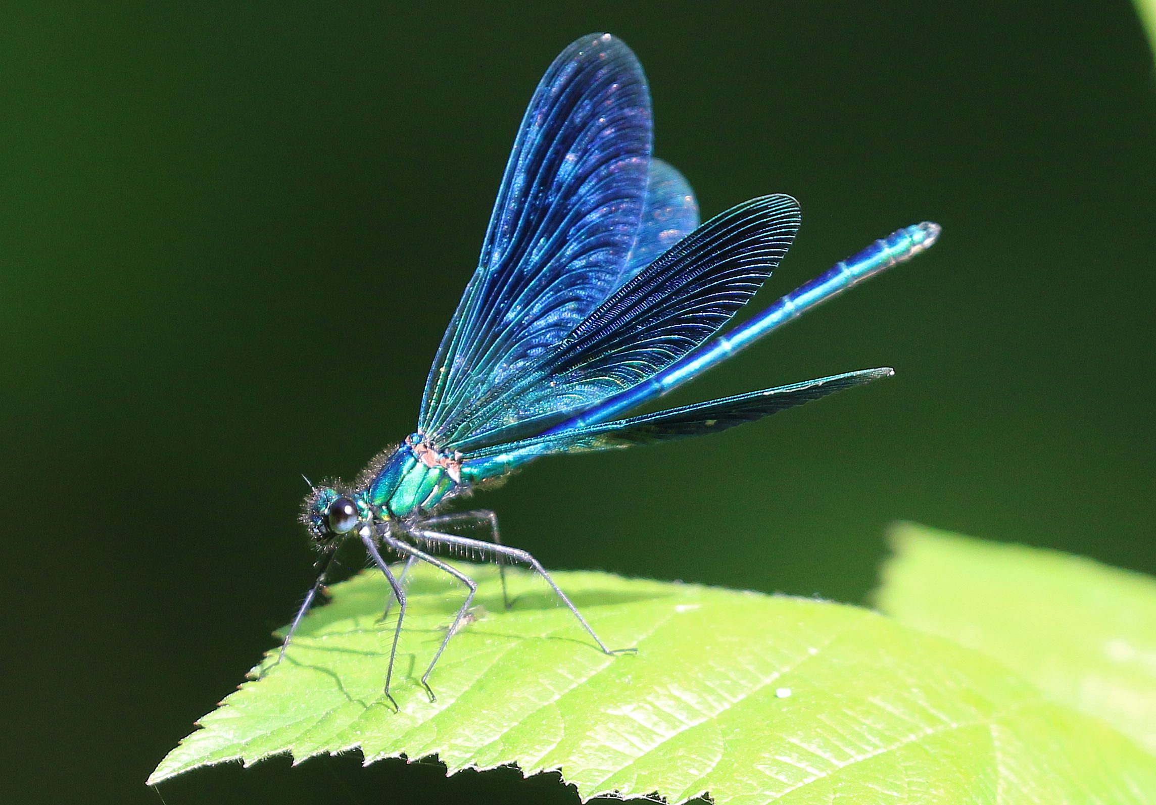 Un fior di libellula due!