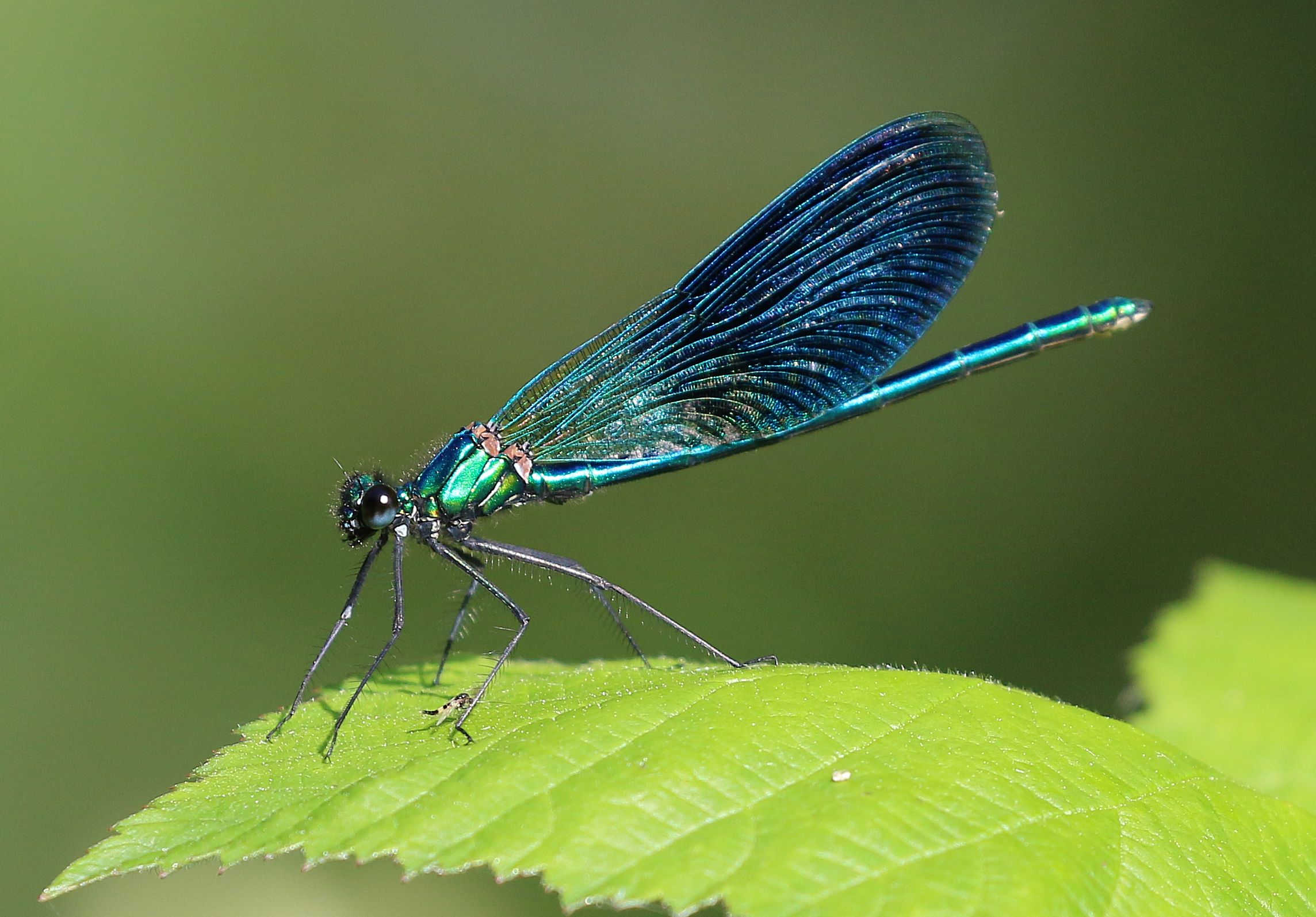 Calopteryx Virgo maschio