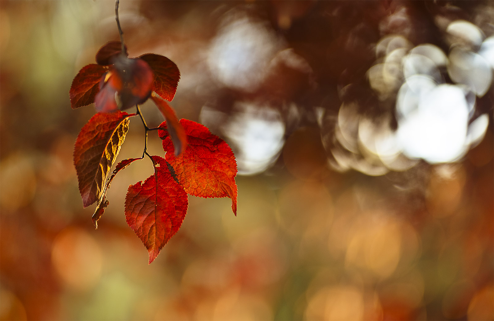 simply leaves leaves