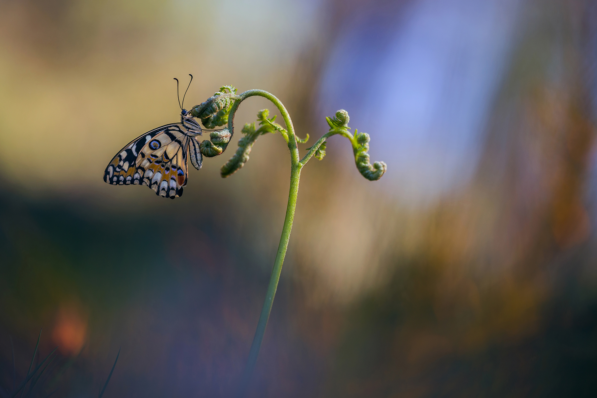 Papilio demoleus