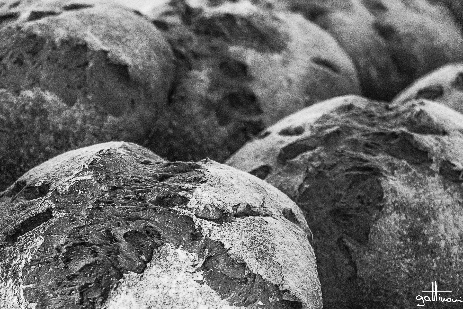 il pane quotidiano_il pane canta