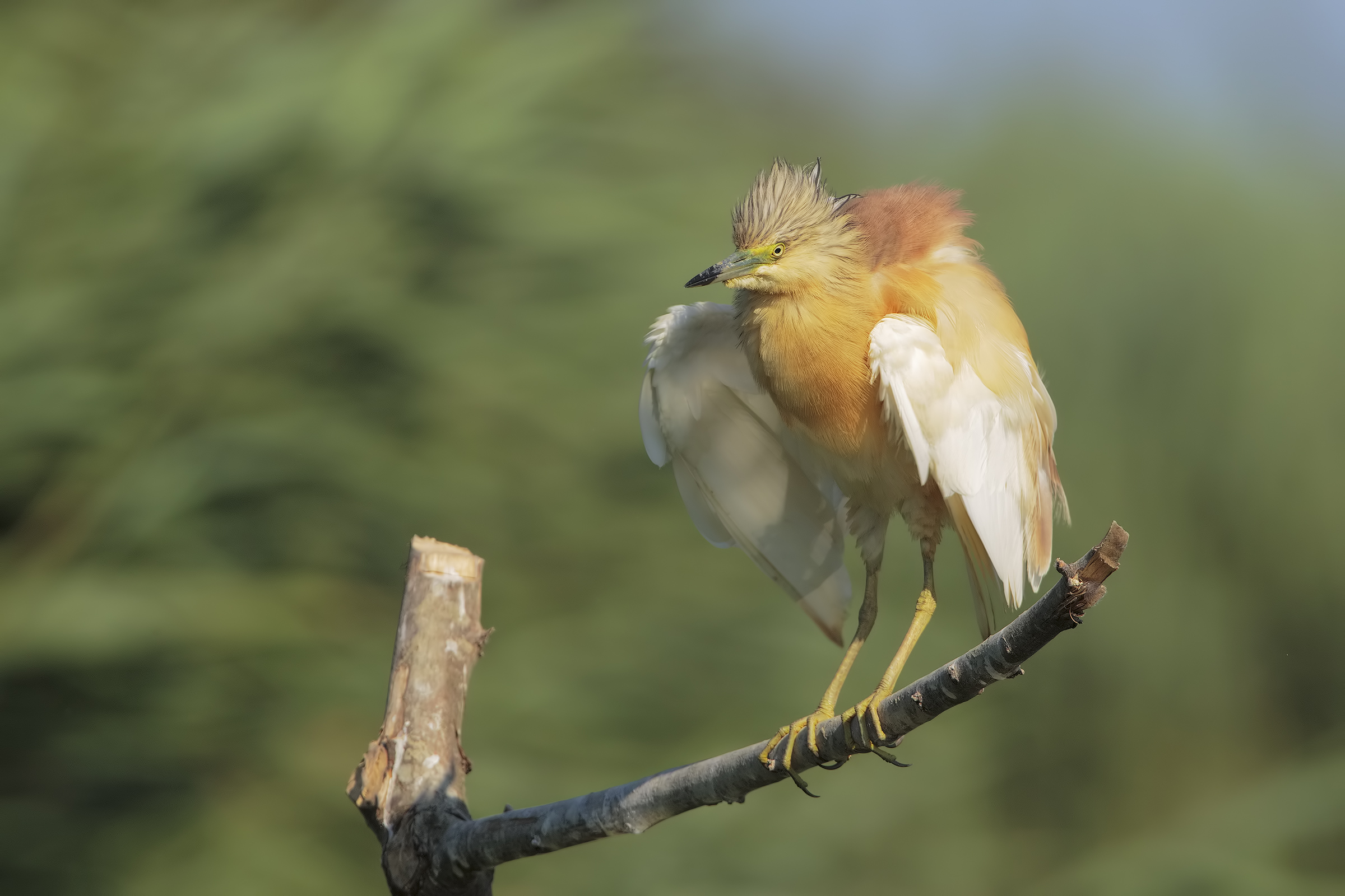 Sotto a chi tocca....