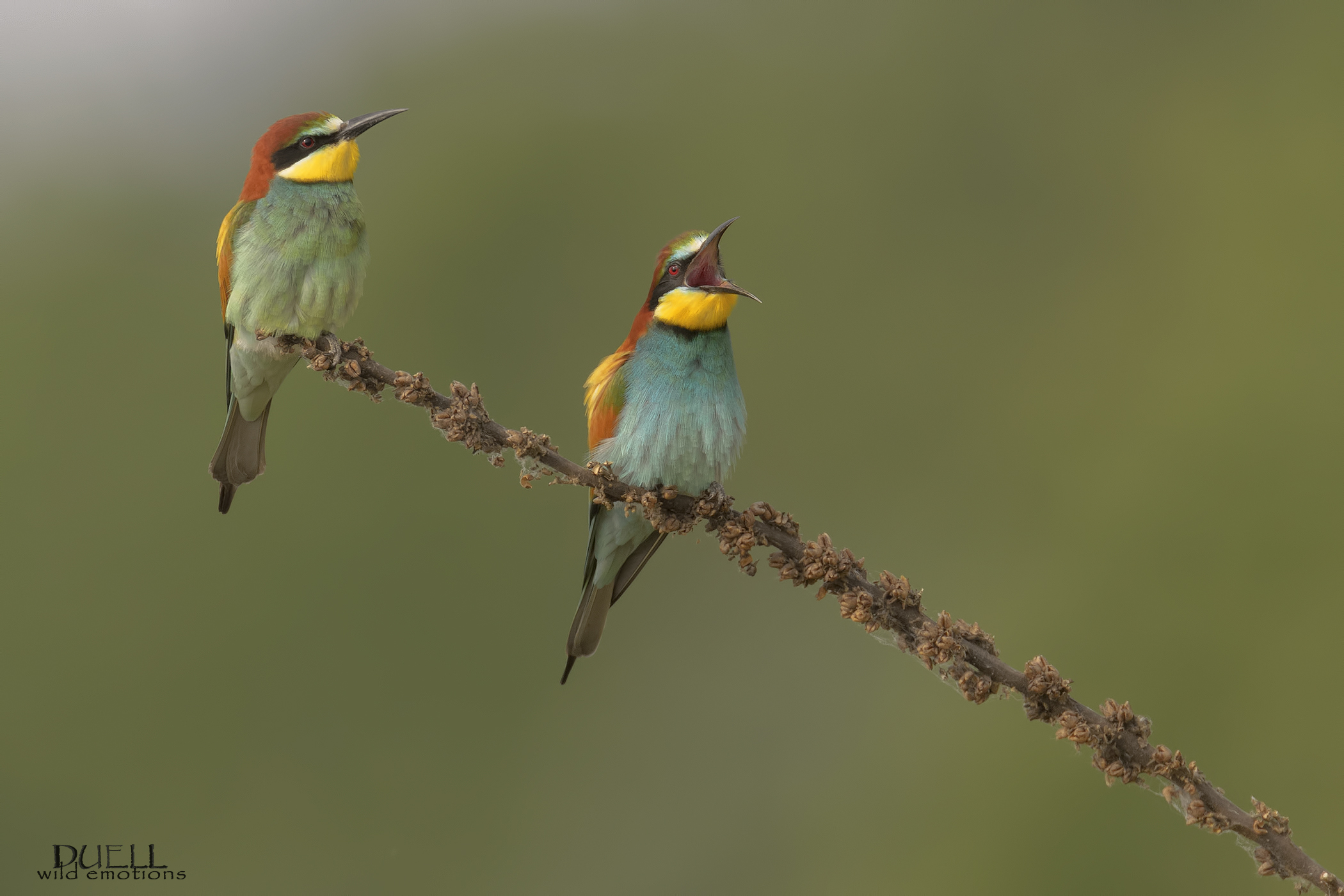 coppietta with scream