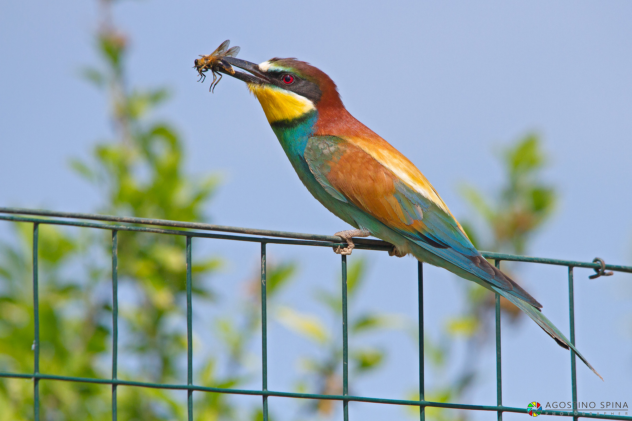 Bee-eater with prey