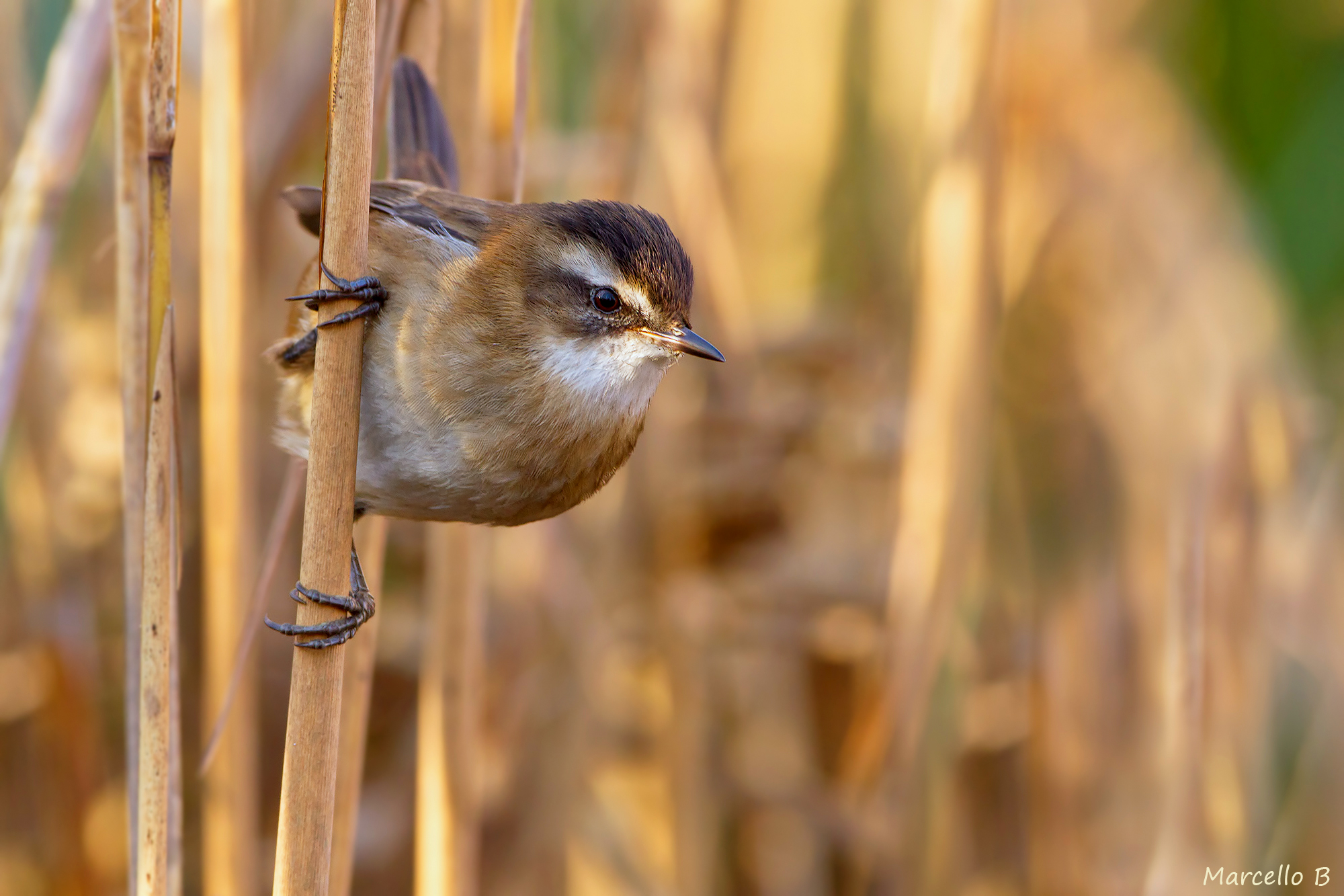 Moustached warbler.