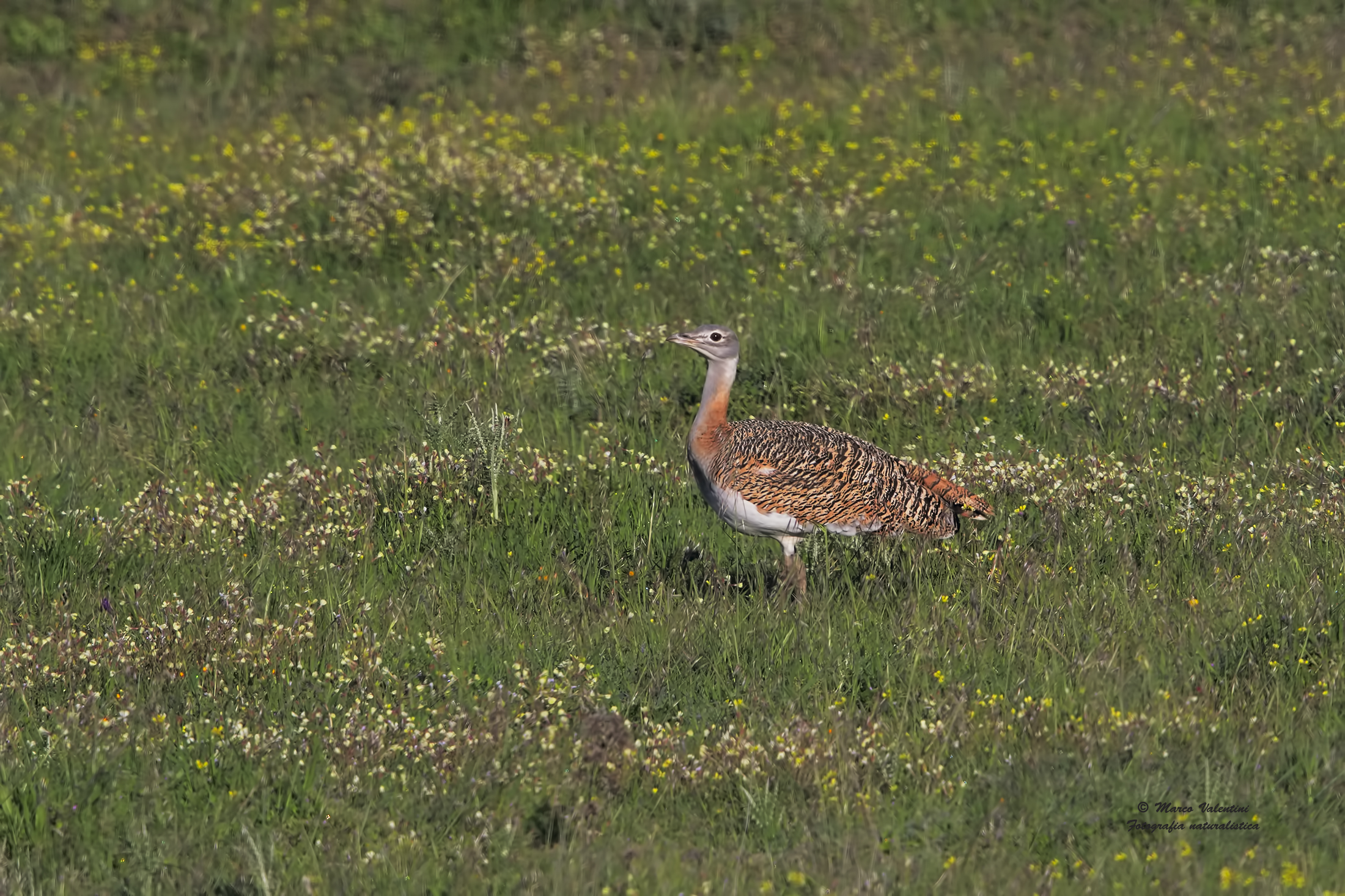 My first great bustard