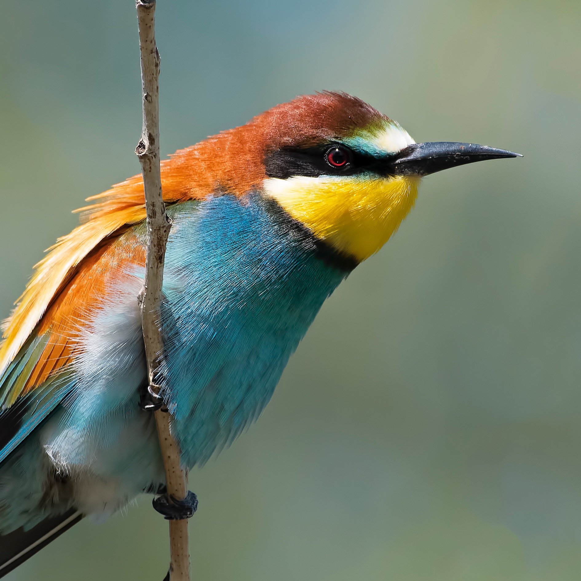 Bee-eater!