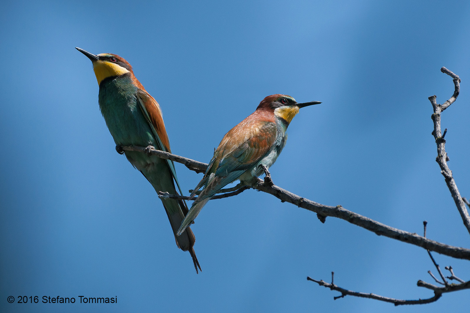 Bee-eaters in the sun