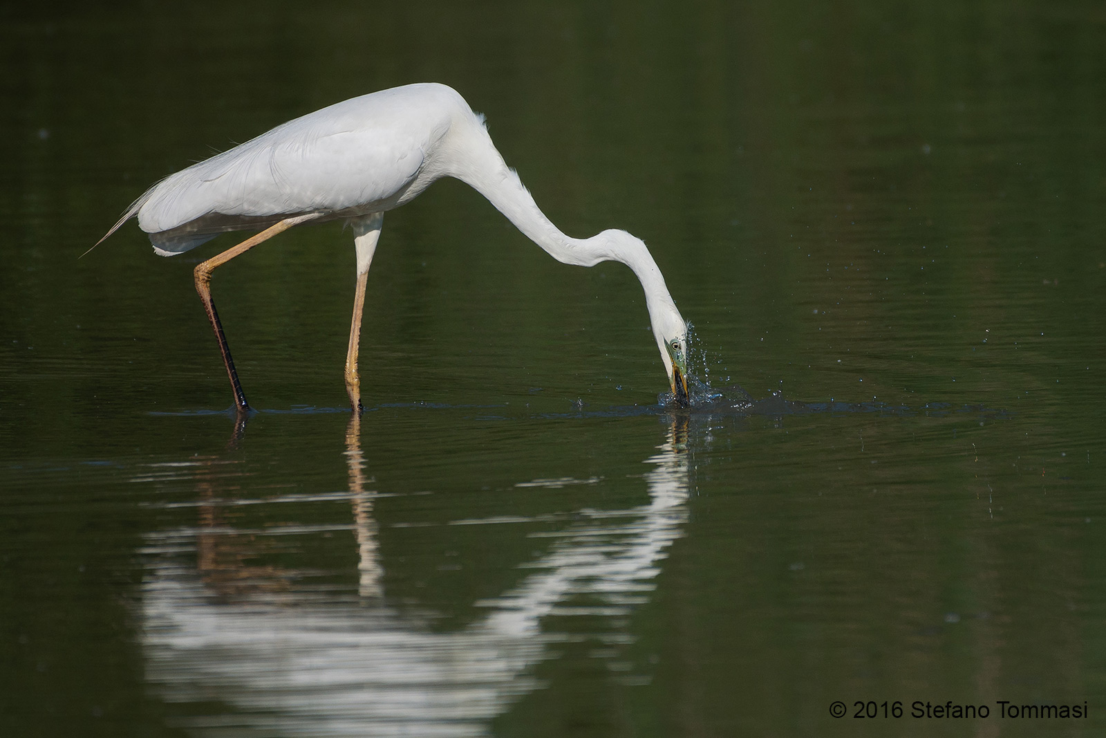 Great Egret