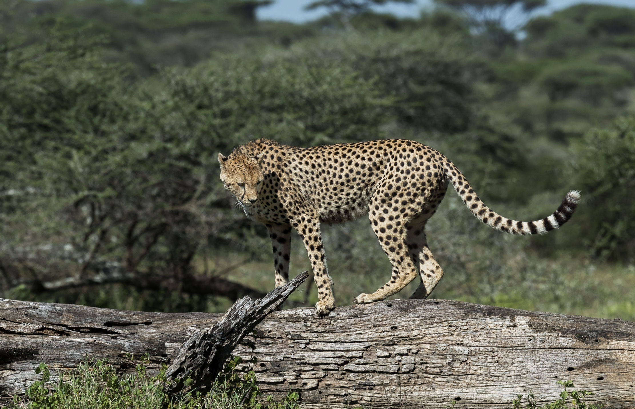 Tanzania 2016 - Cheetah