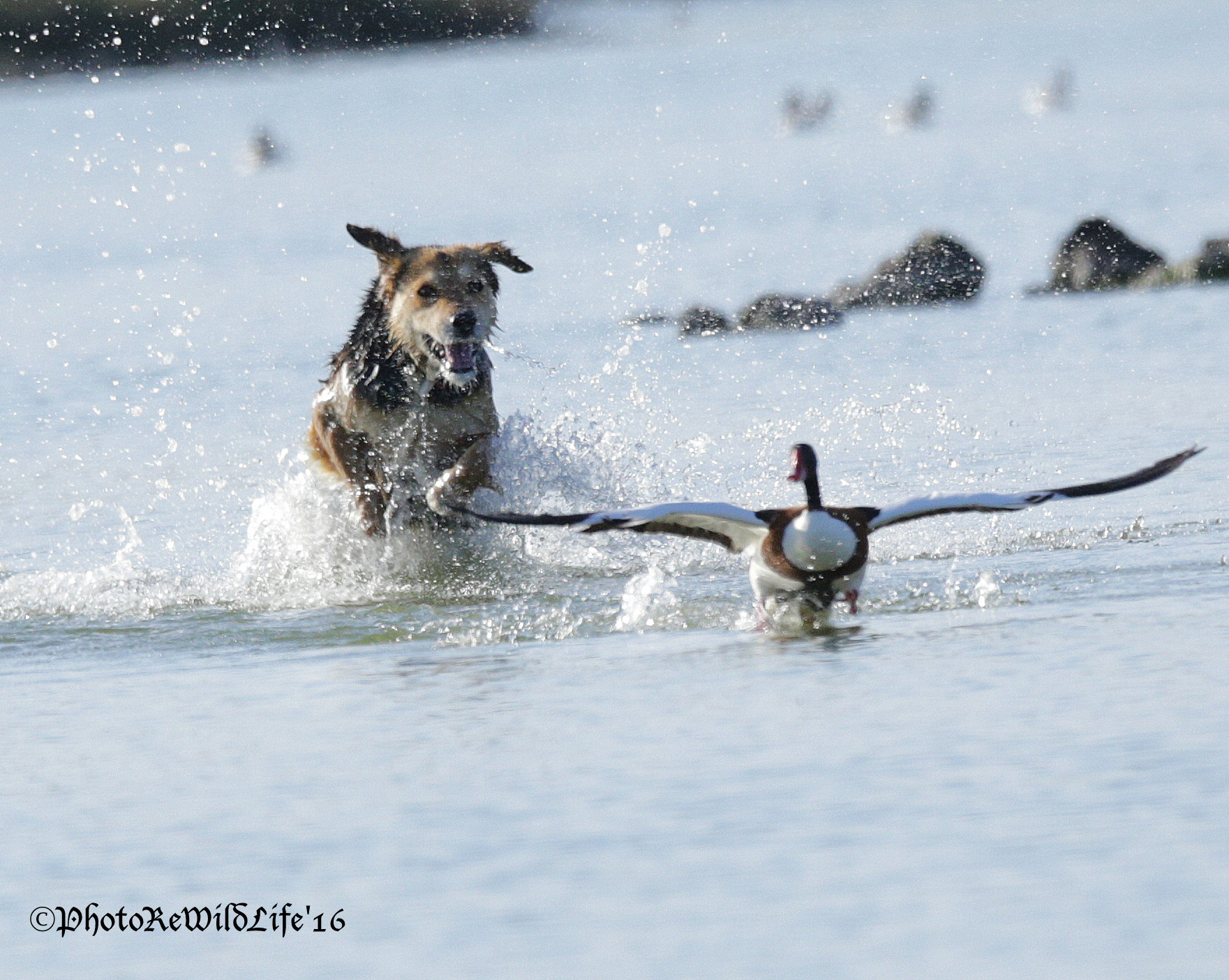 A dog chasing a shelduck