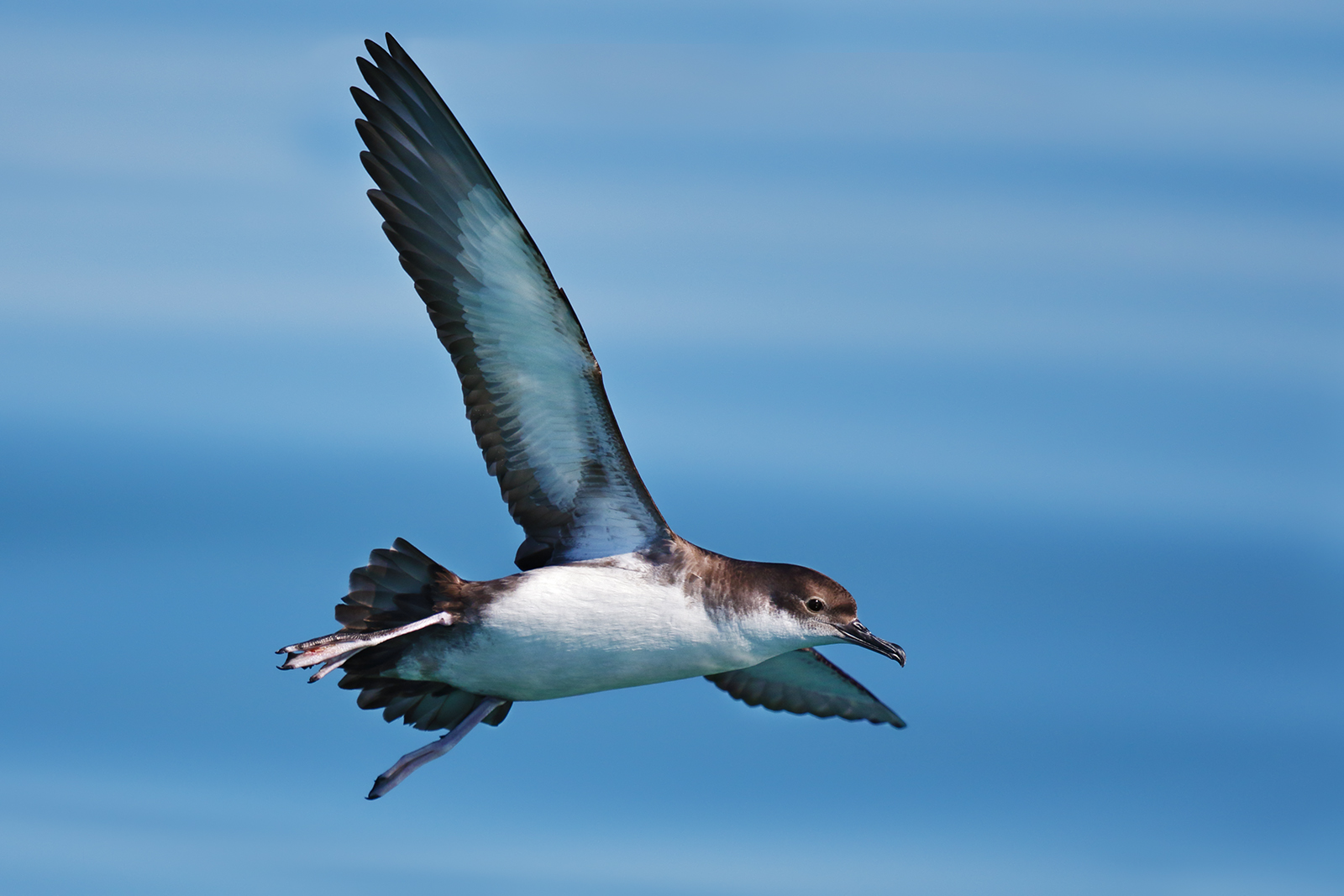 Manx shearwater