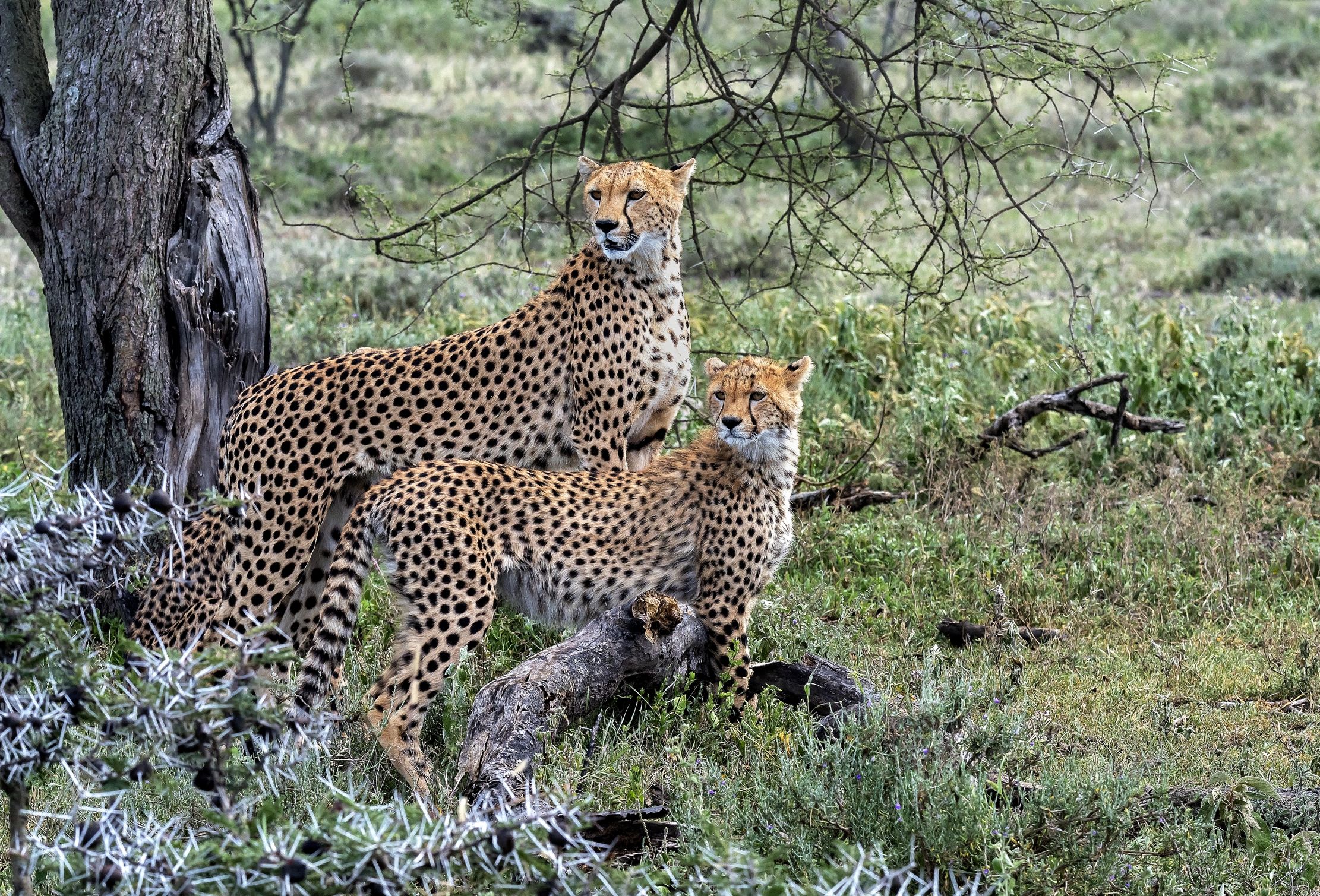 Tanzania 2016 - Mamma e figlio