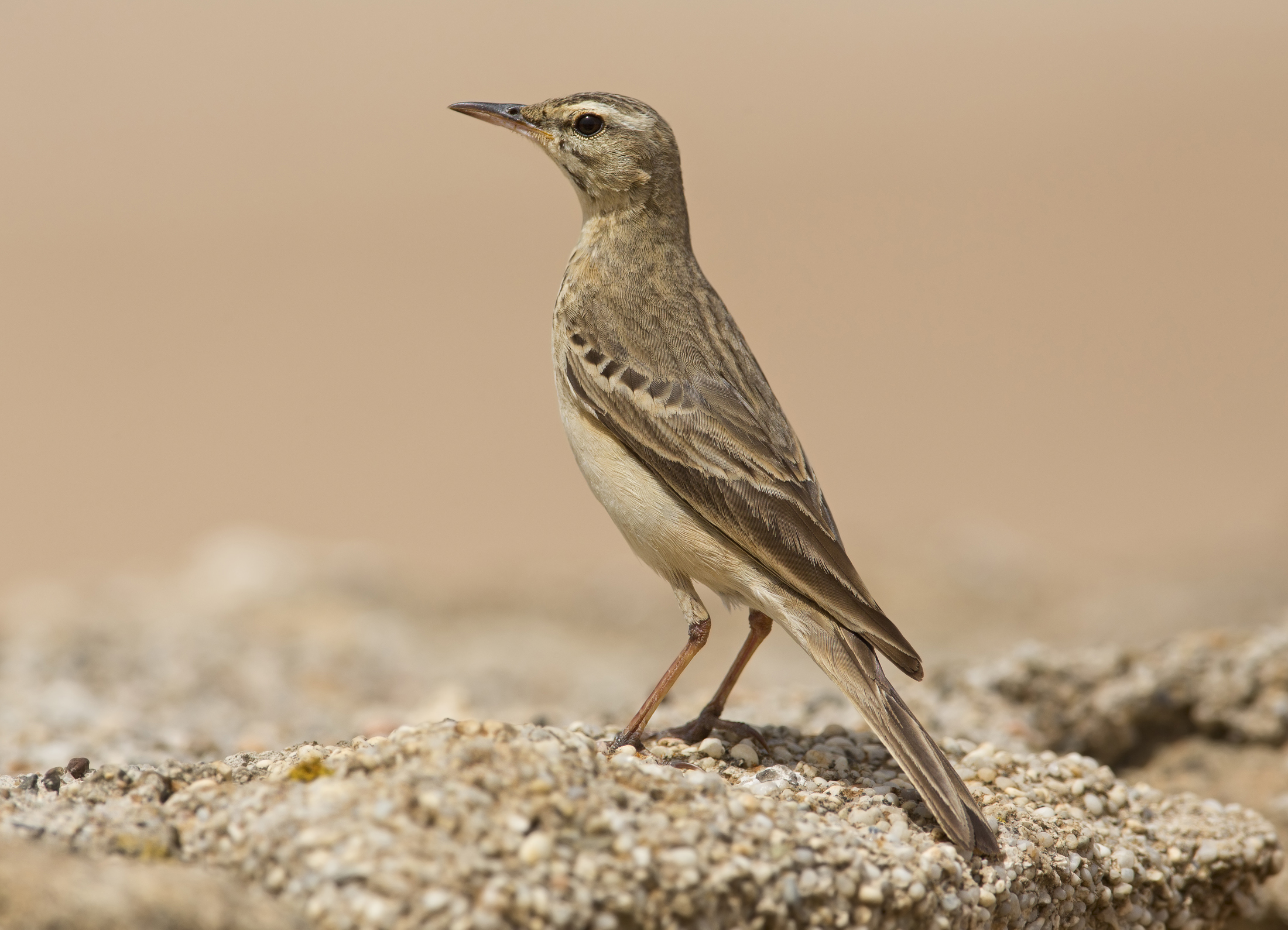 calandro (anthus campestris)