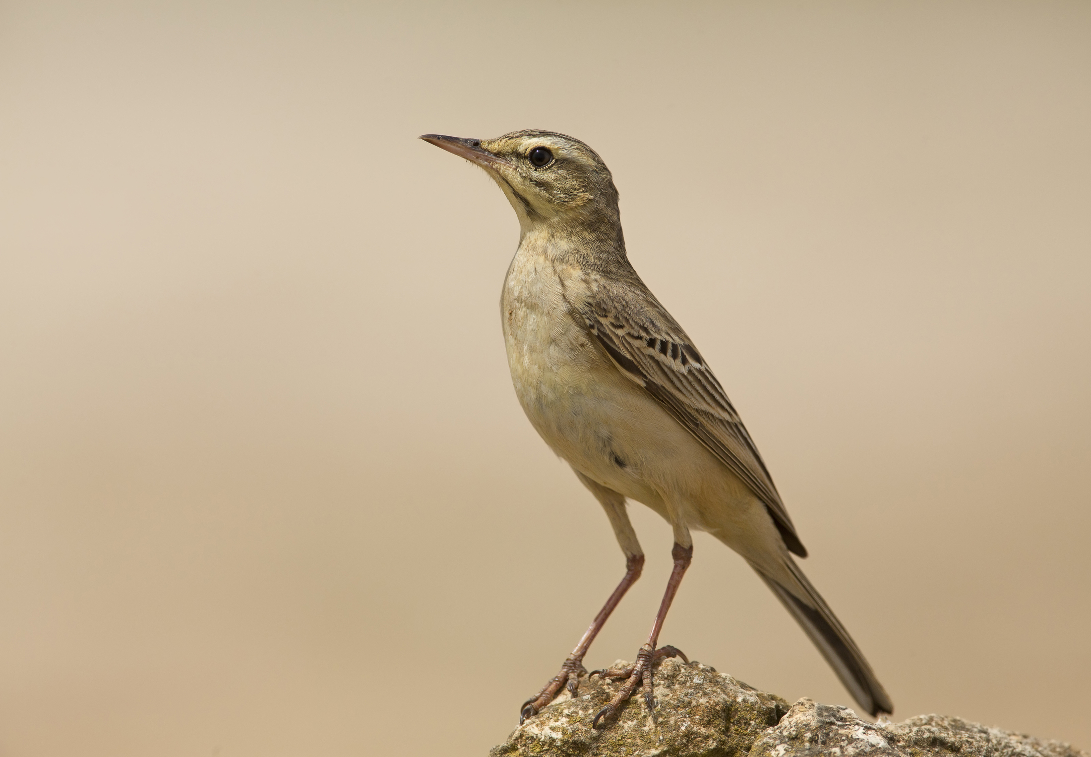calandro (anthus campestris)