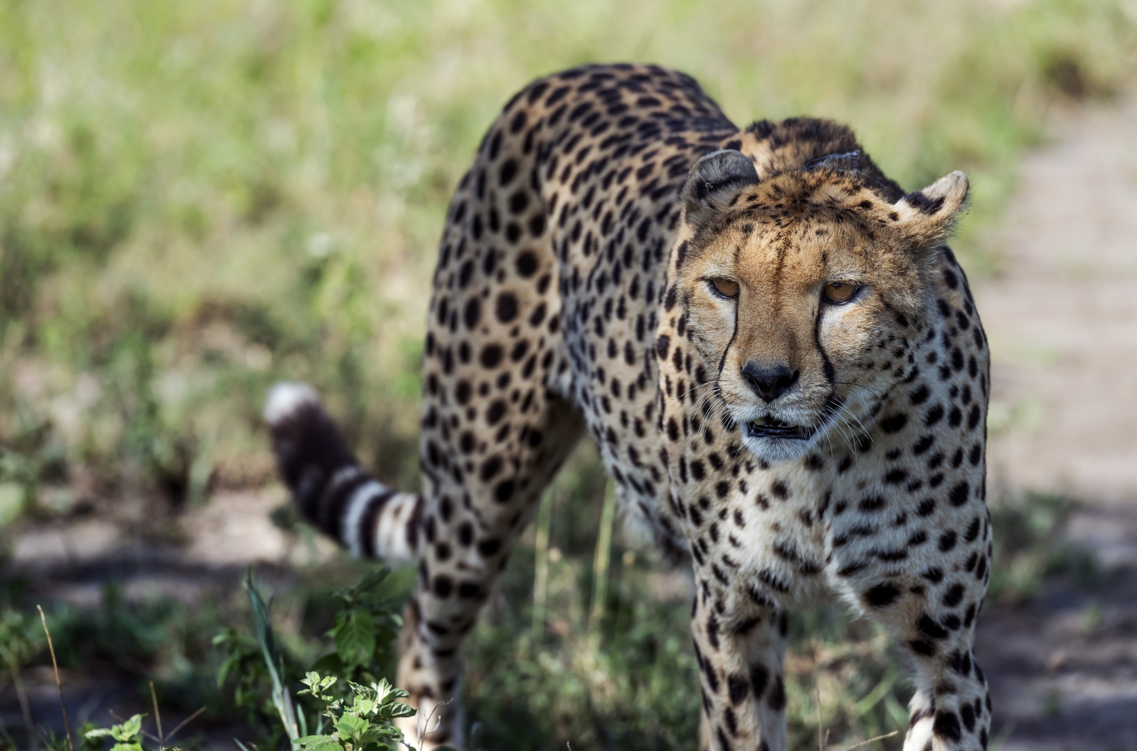 Tanzania 2016 - Cheetah