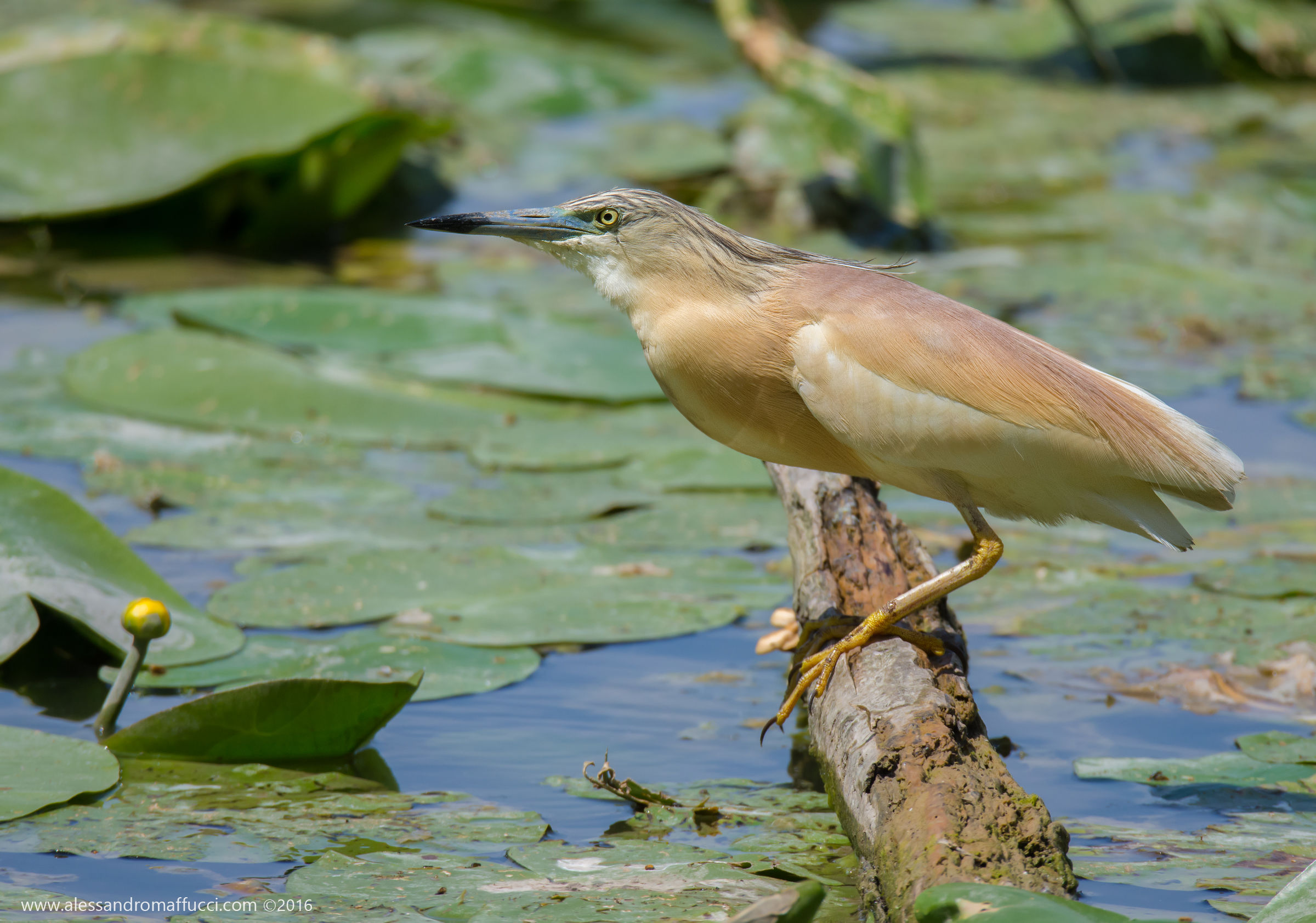 sgarza ciuffetto | ardeola ralloides