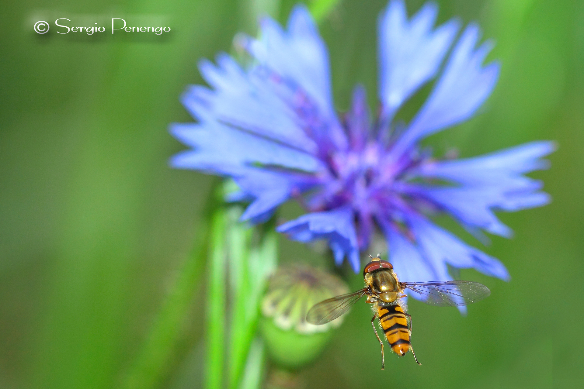 "Verso il fiordaliso"
