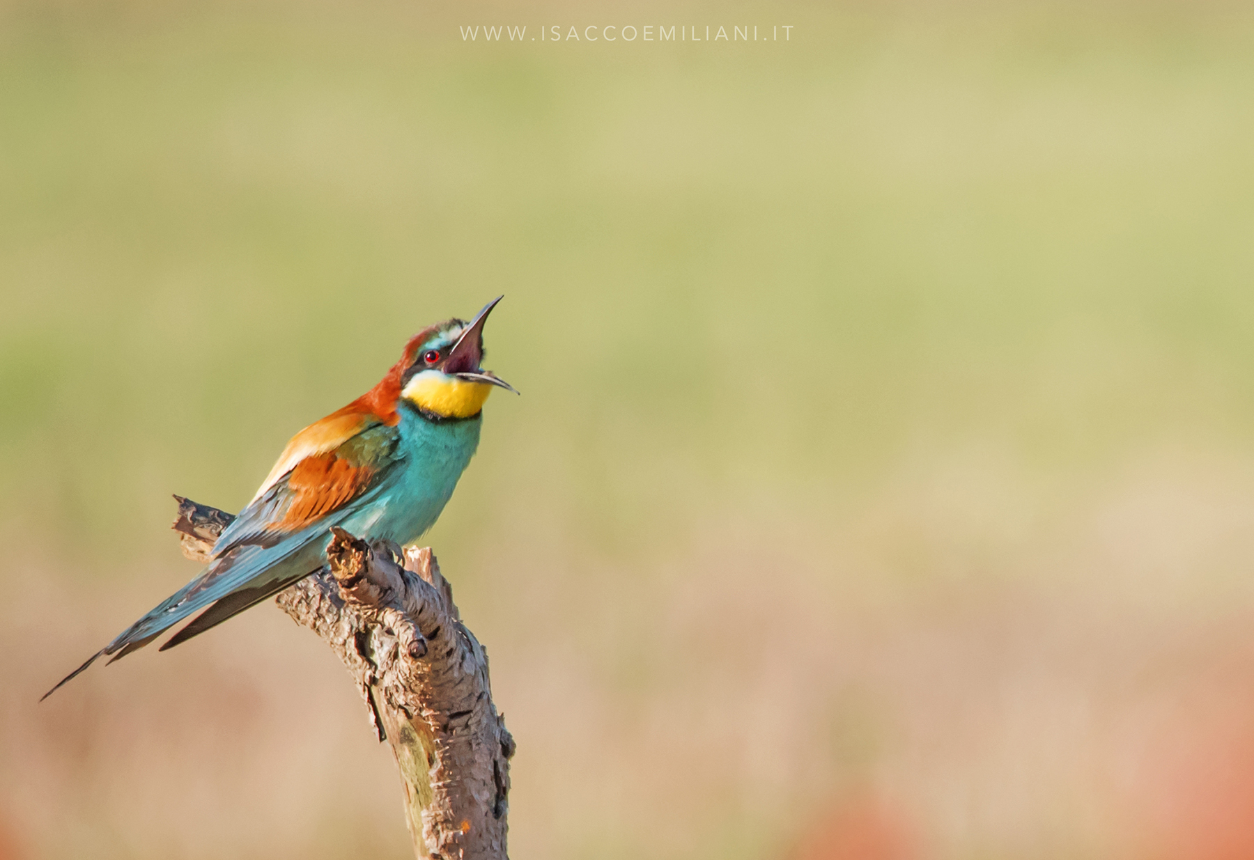 The scream! A colorful Bee-eater