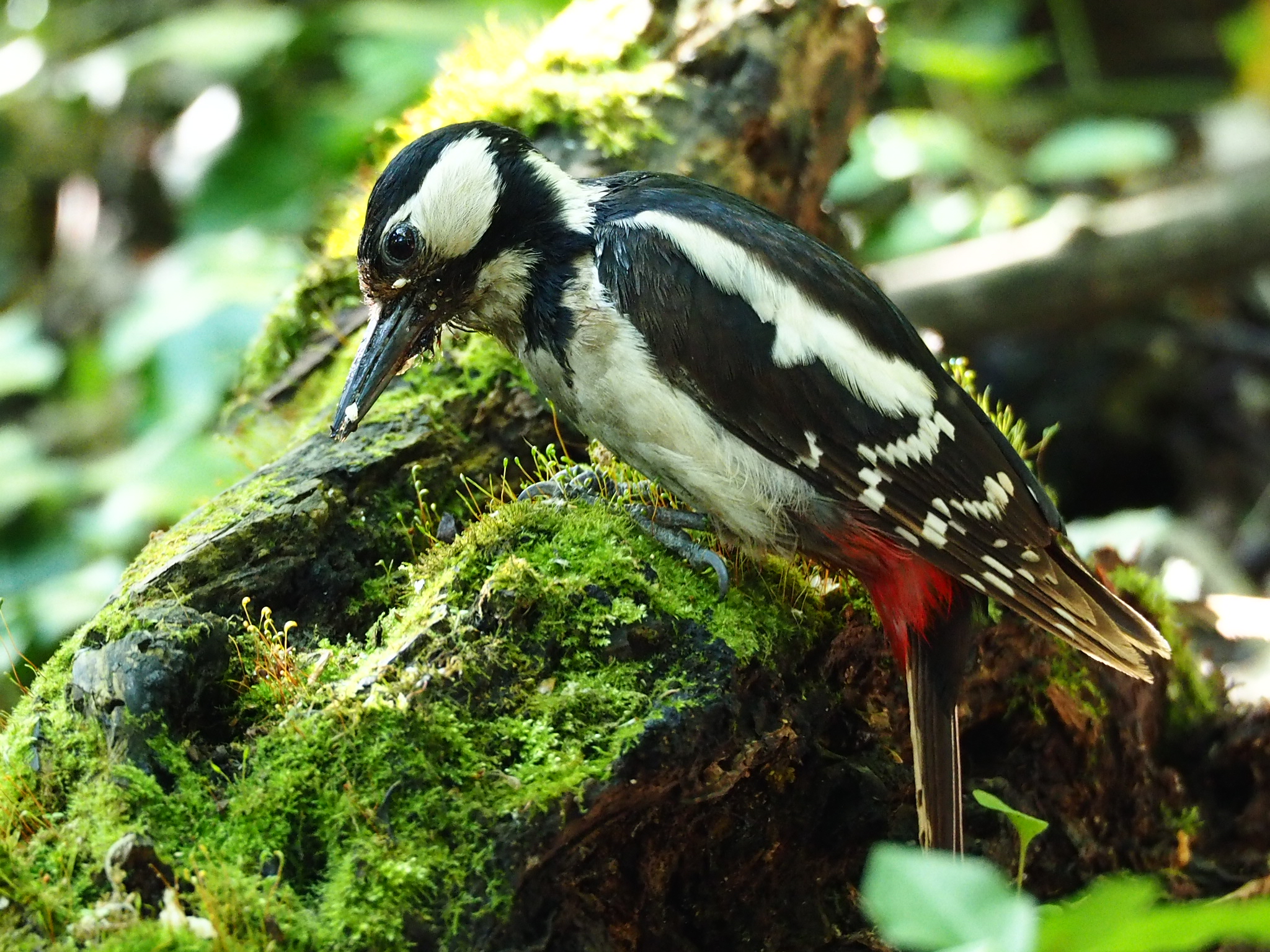 Great Spotted Woodpecker Female