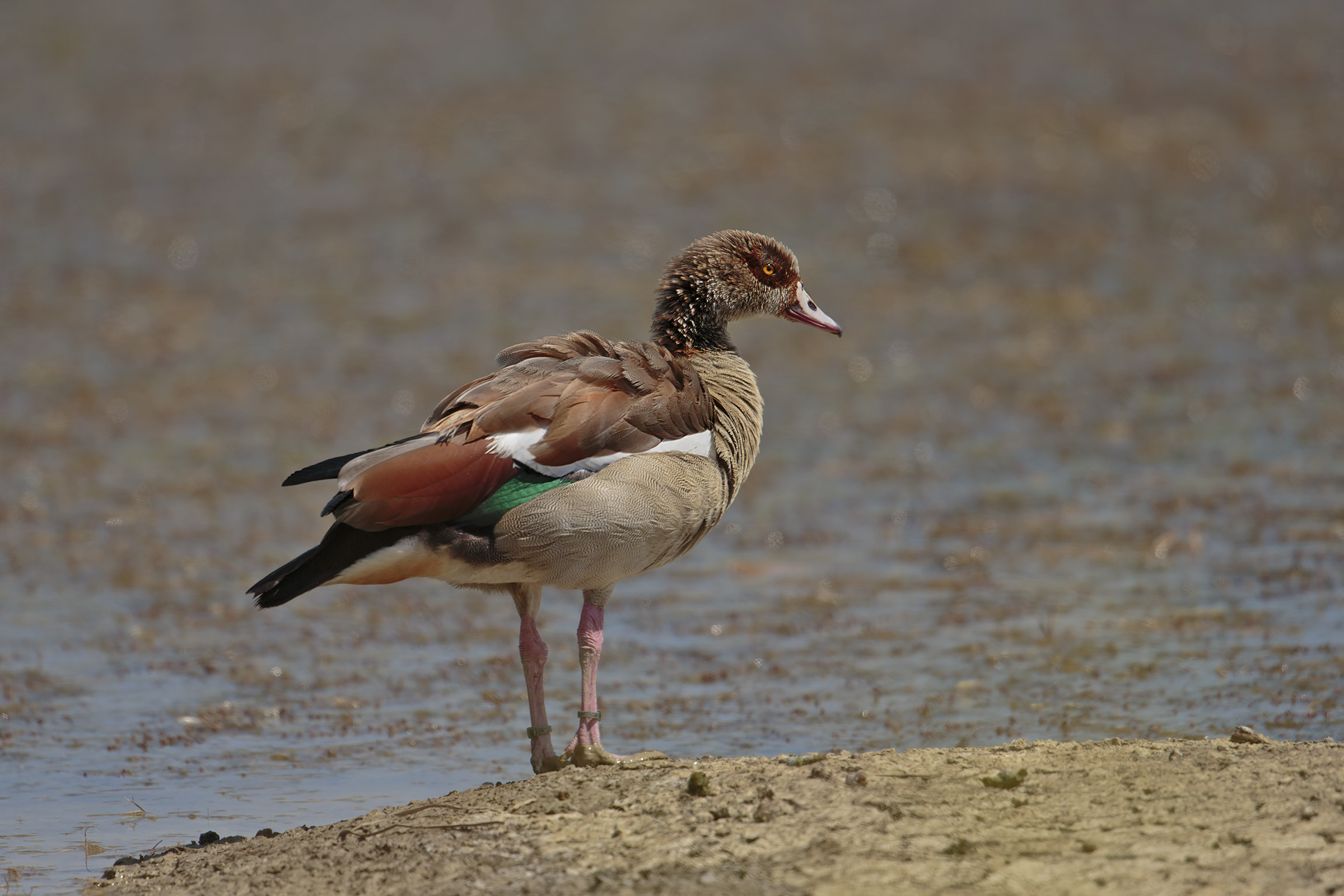Egyptian goose