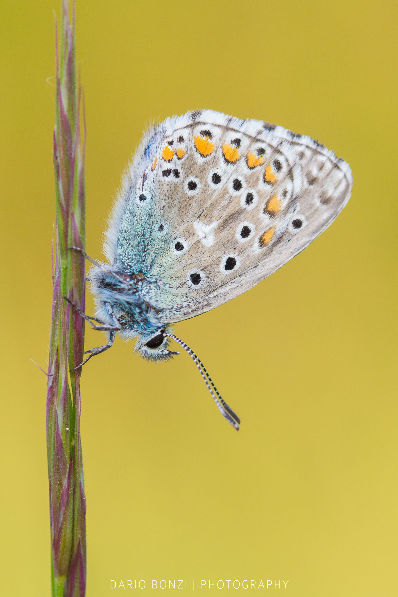 Polyommatus icarus