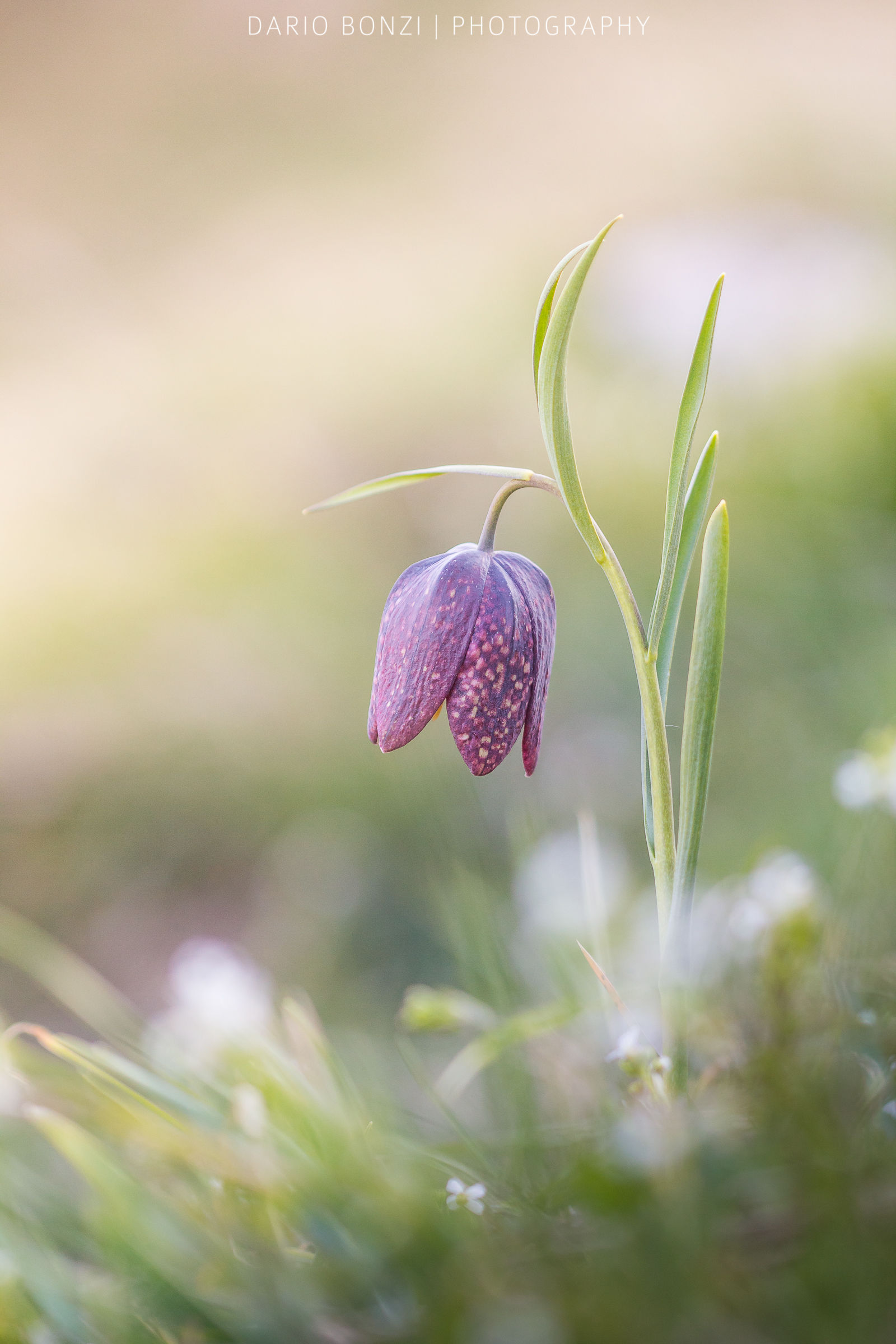 Fritillaria tubiformis