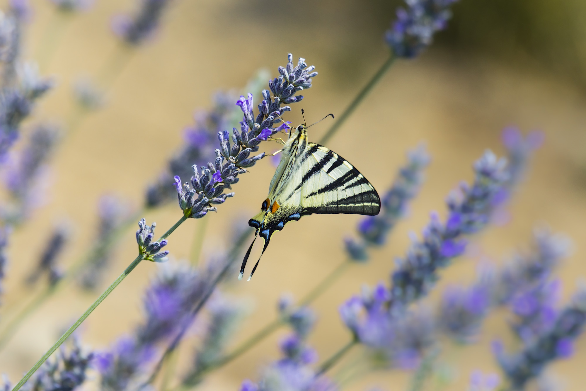 Iphiclides podalirius