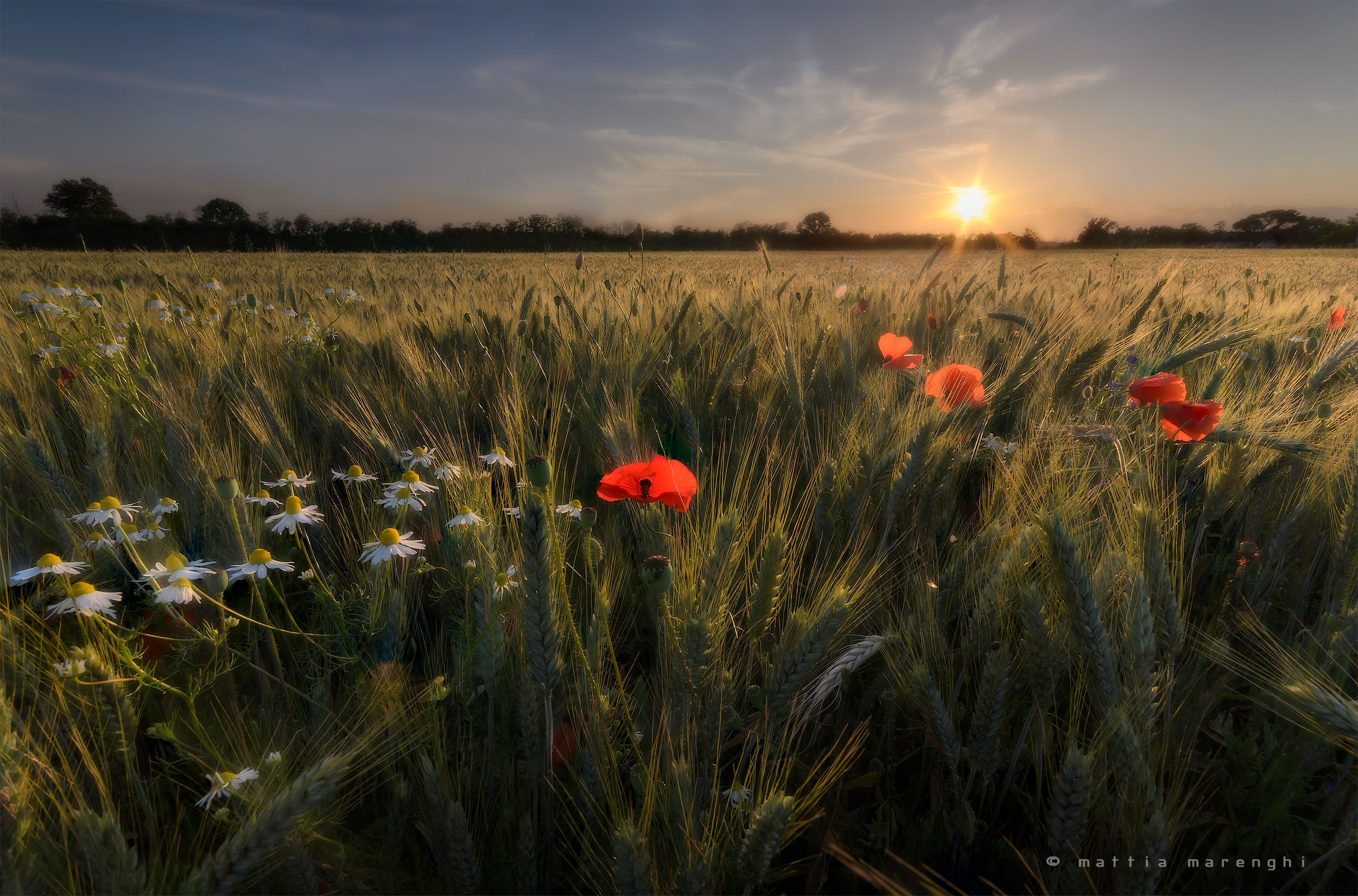 Poppies and daisies in the sun !!