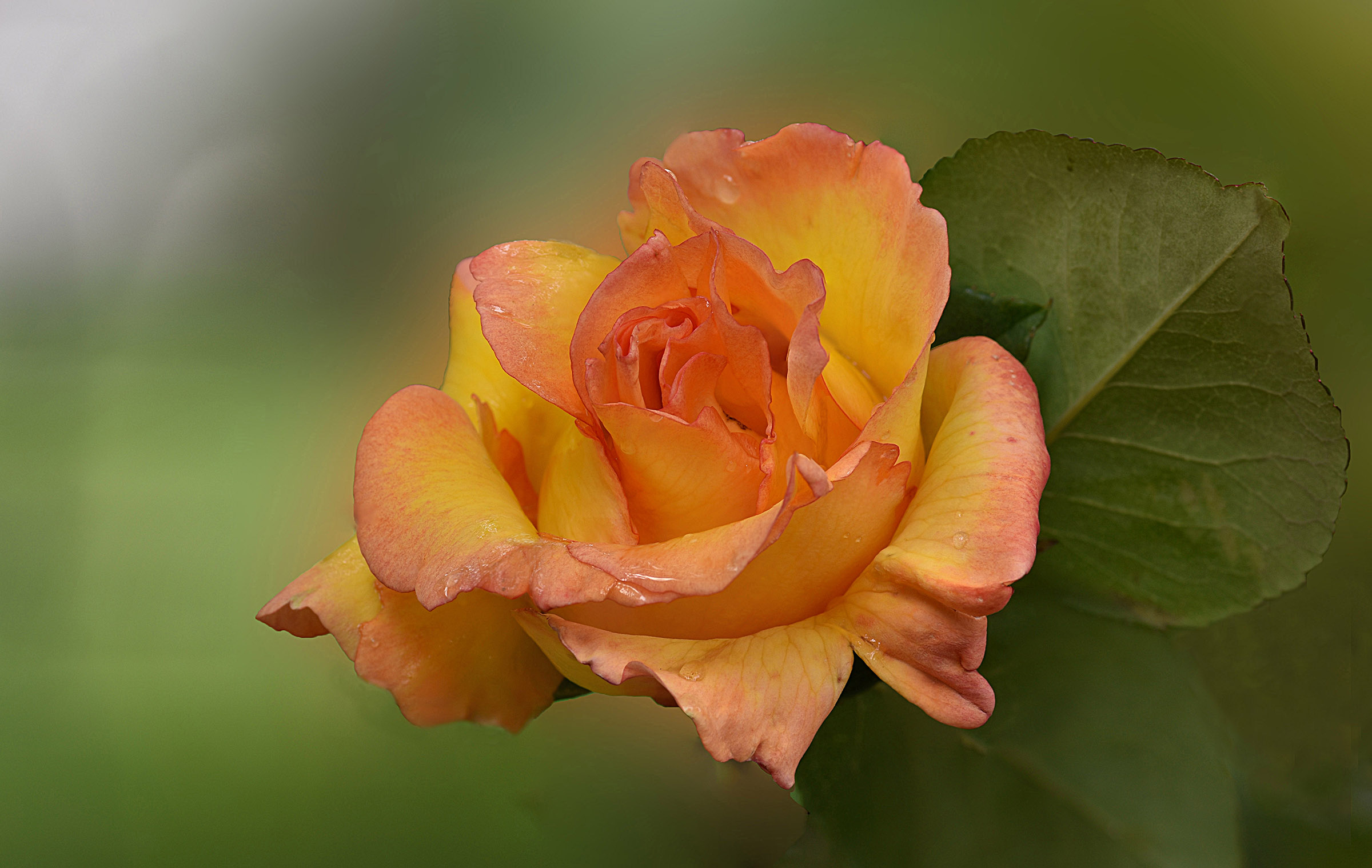 Yellow, my favorite!