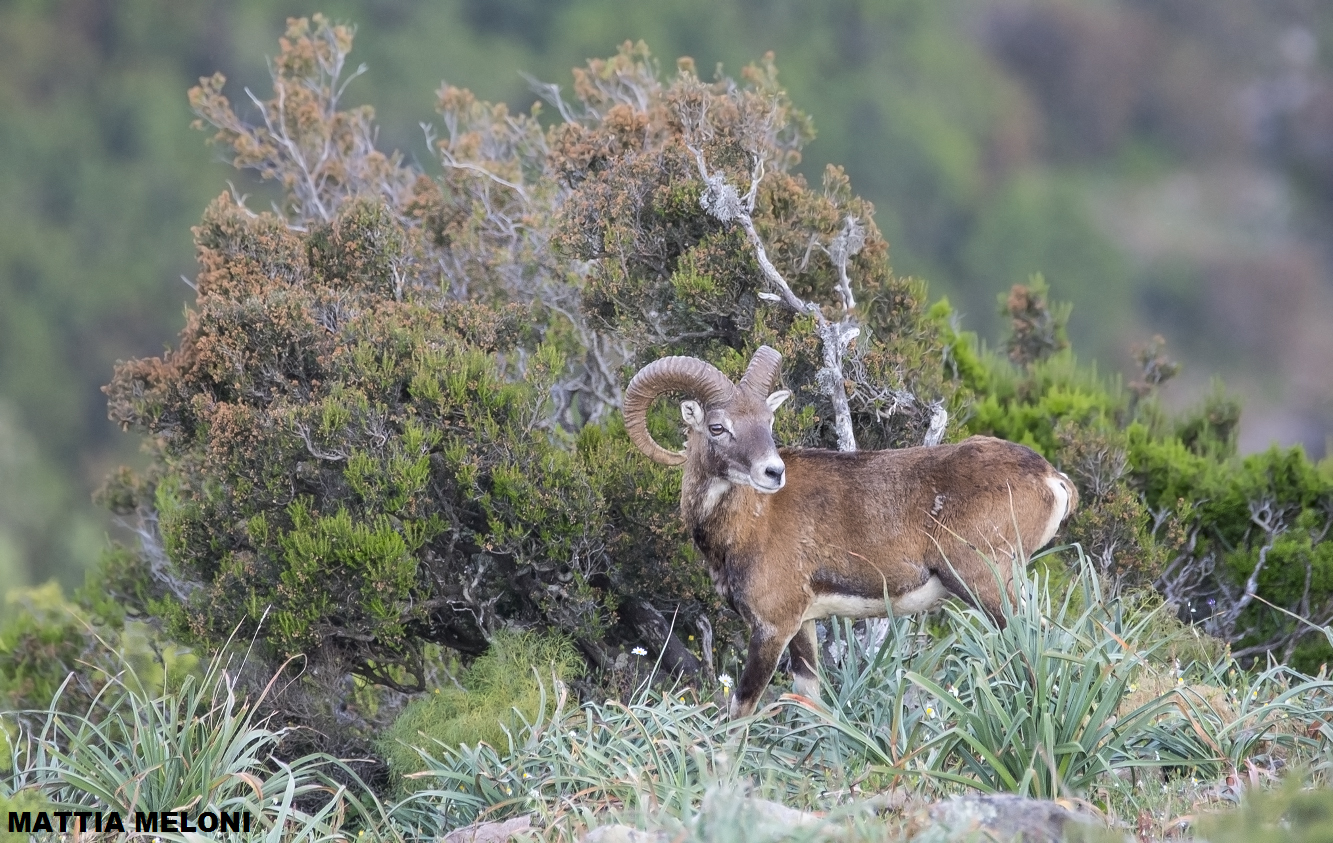 Muflone sardo - Ovis musimon