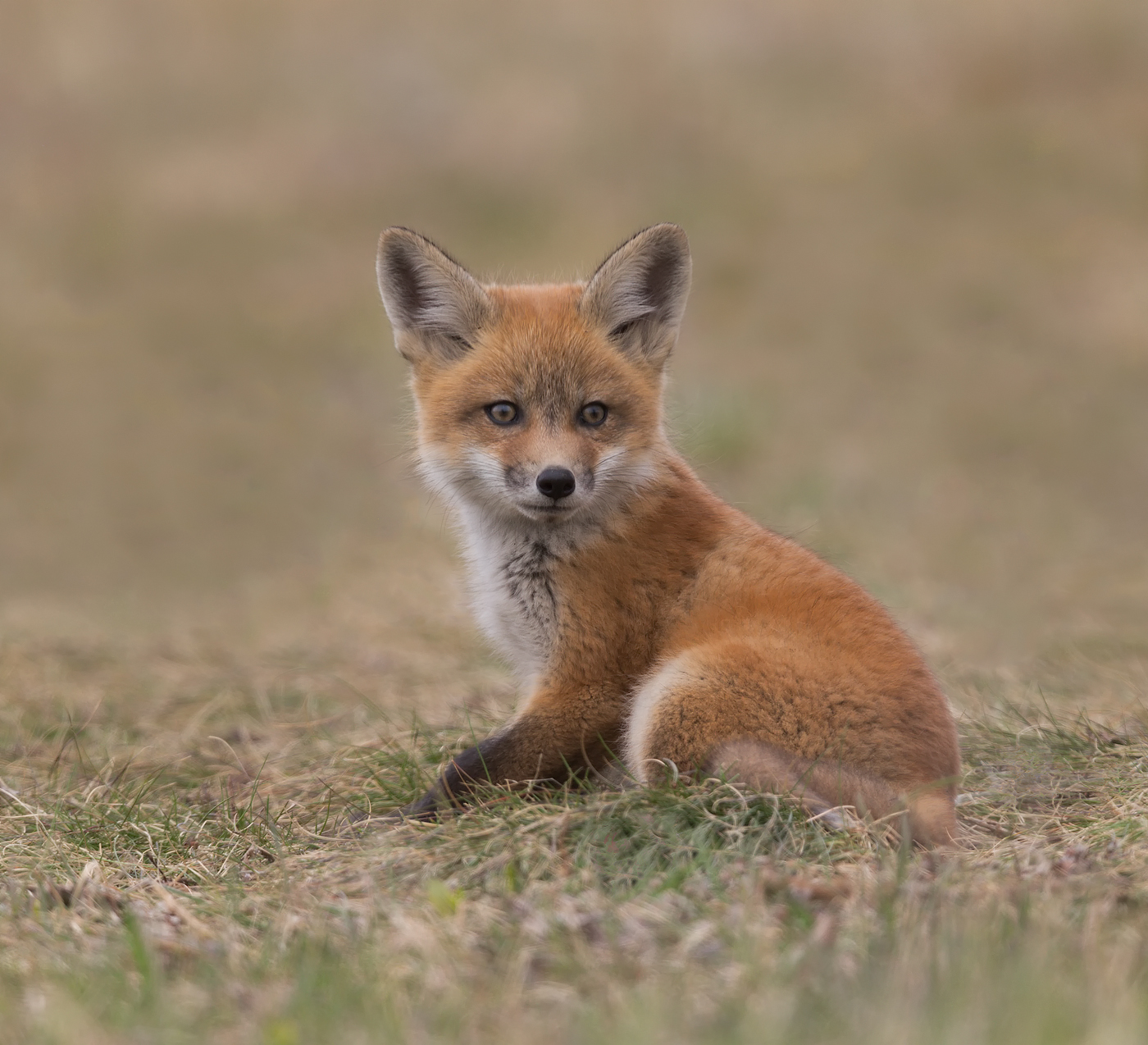 Red Fox Kit, Ontario, Canada