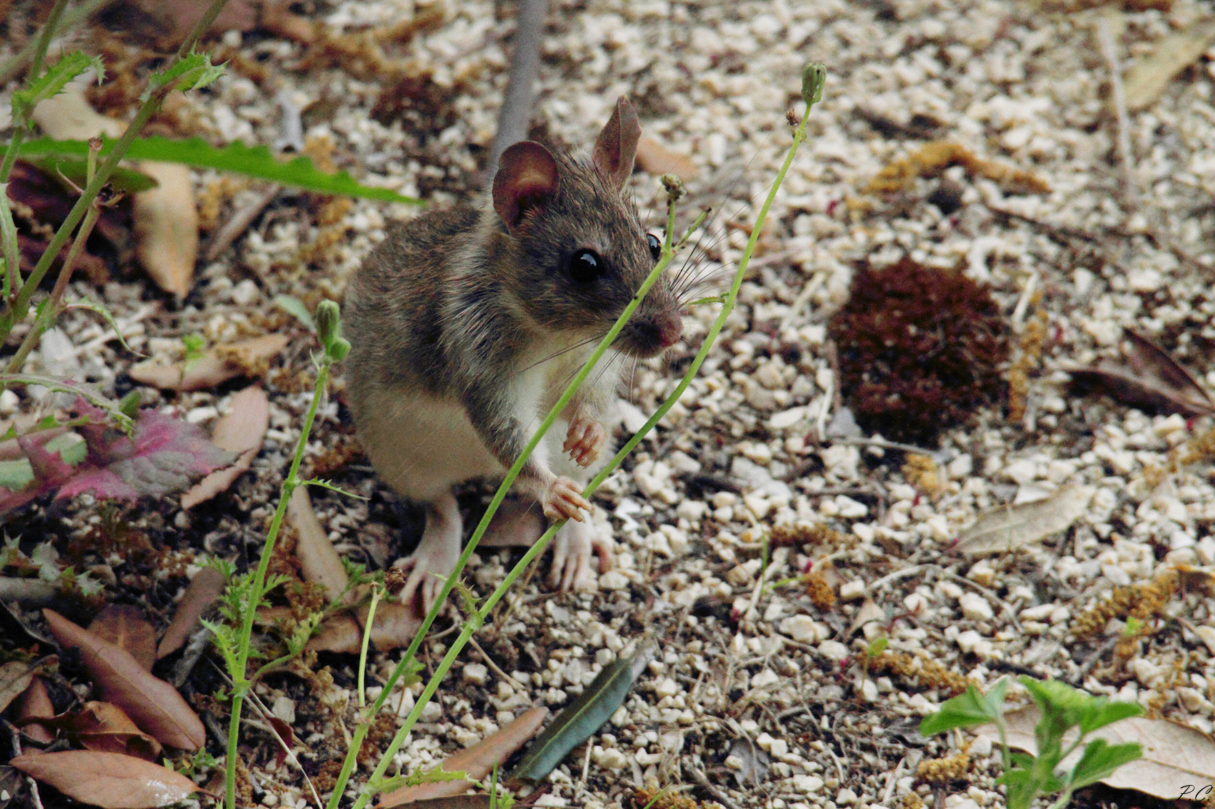 ratatouille sceglie le spezie