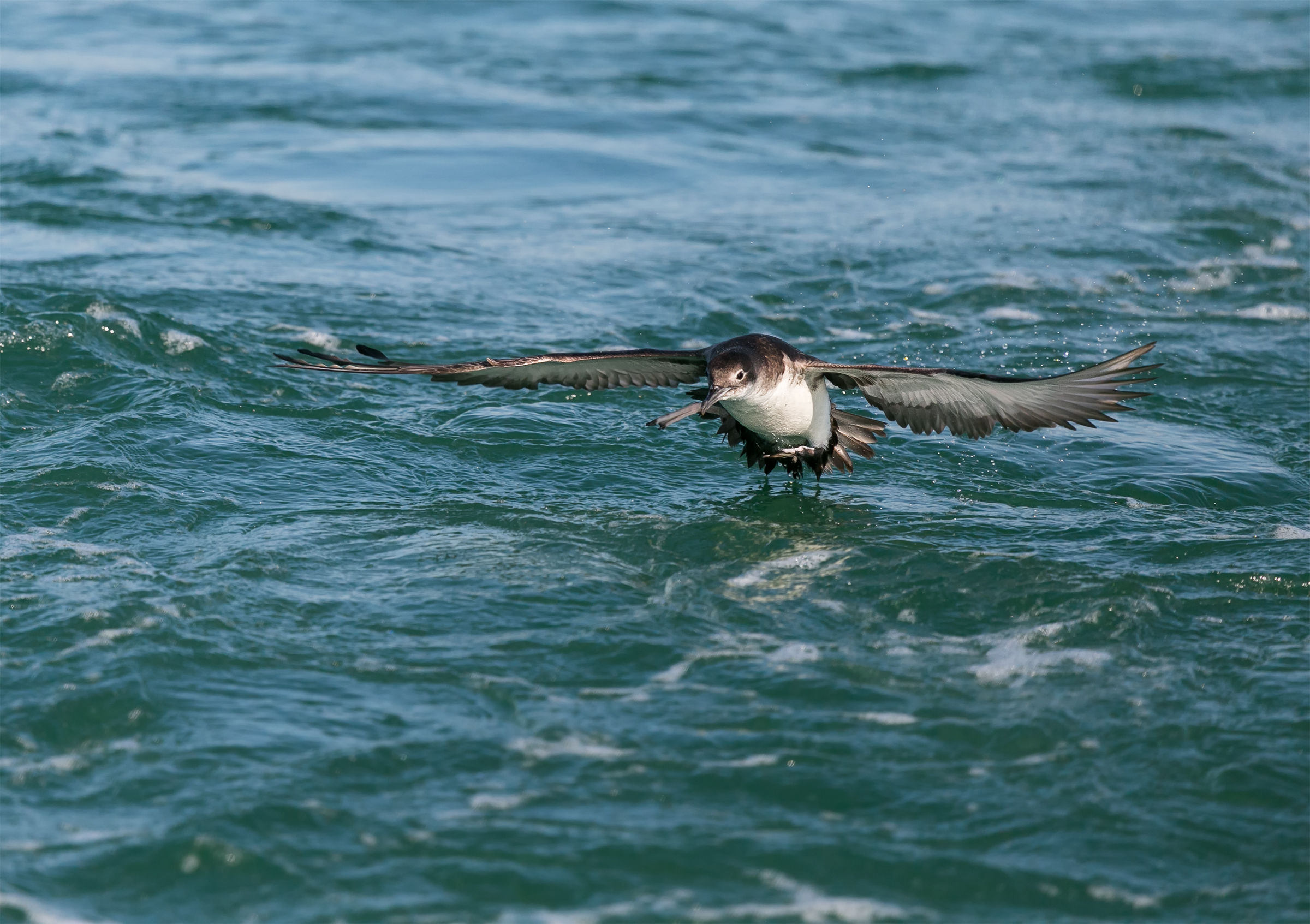 Manx shearwater