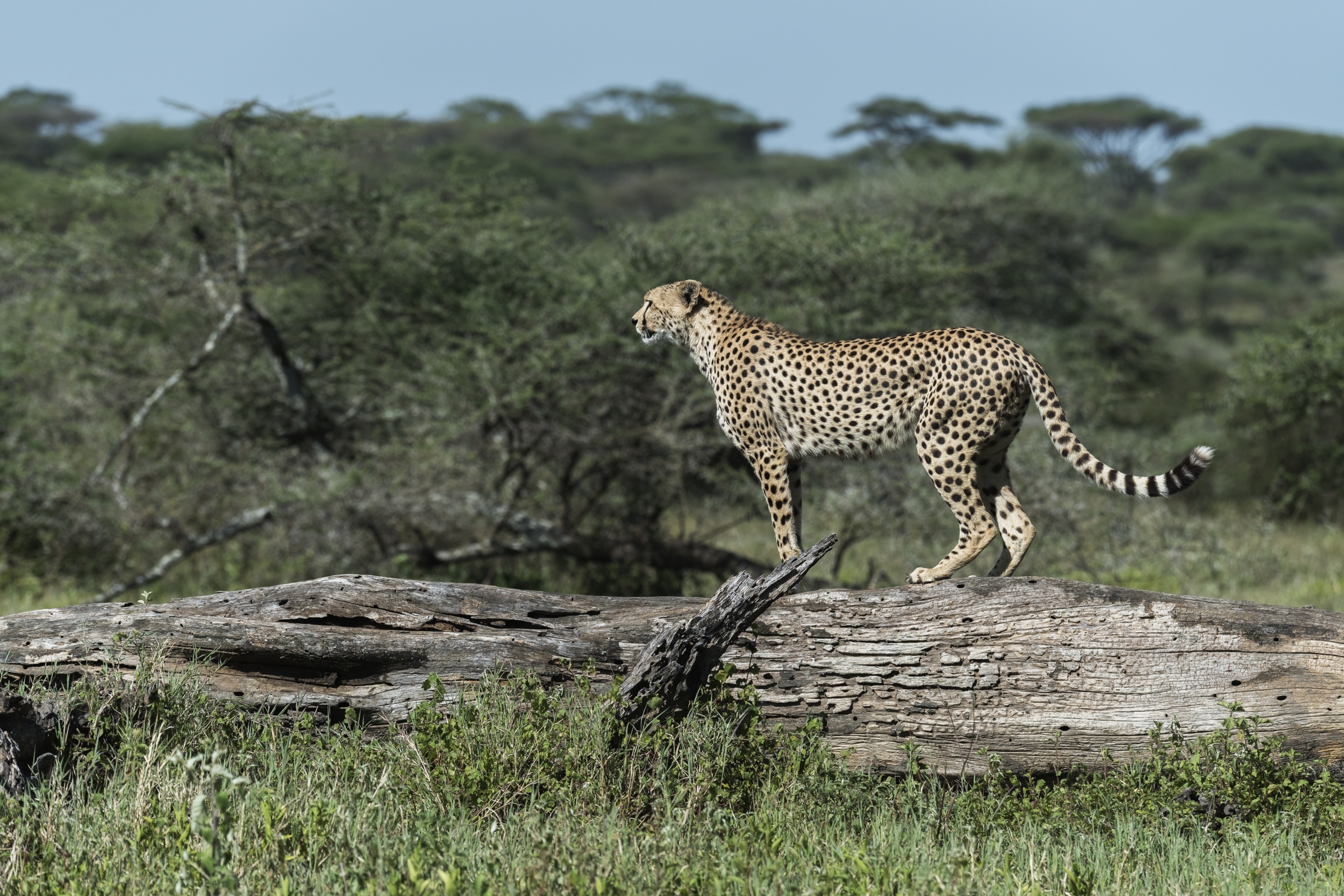 Tanzania 2016 - Cheetah