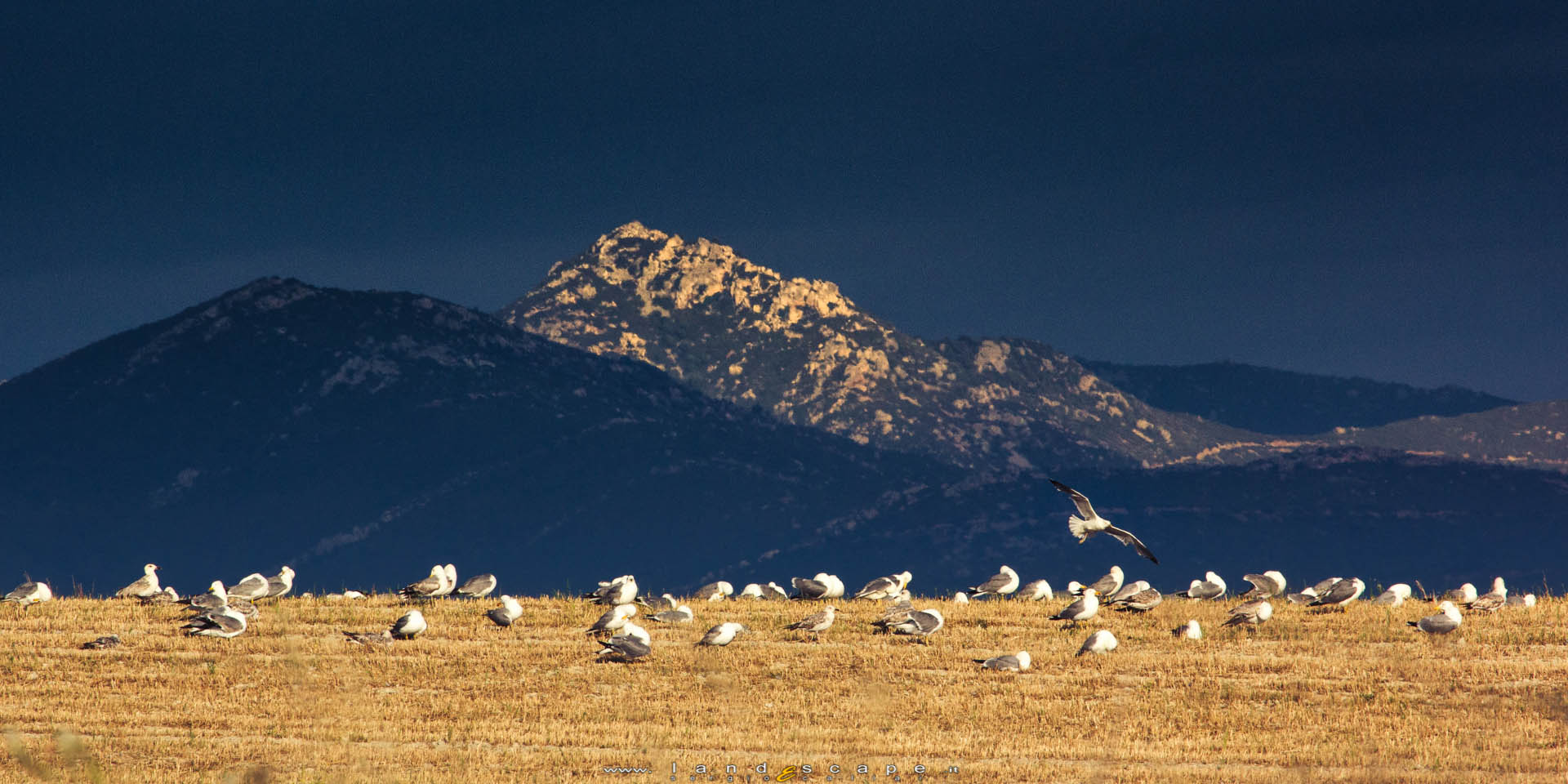 Gabbiani a Simbirizzi
